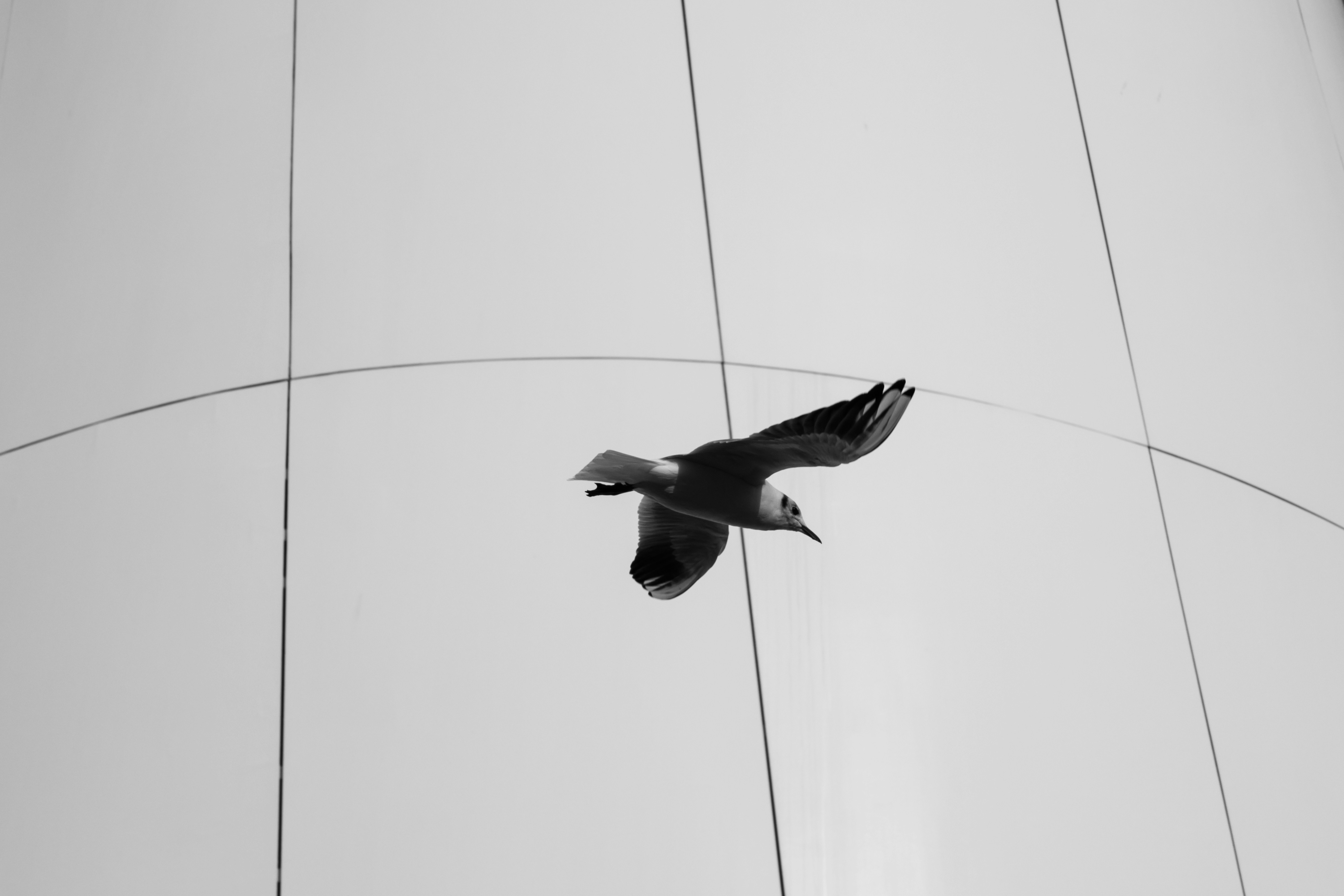 A seagull flying against a white, curved background.