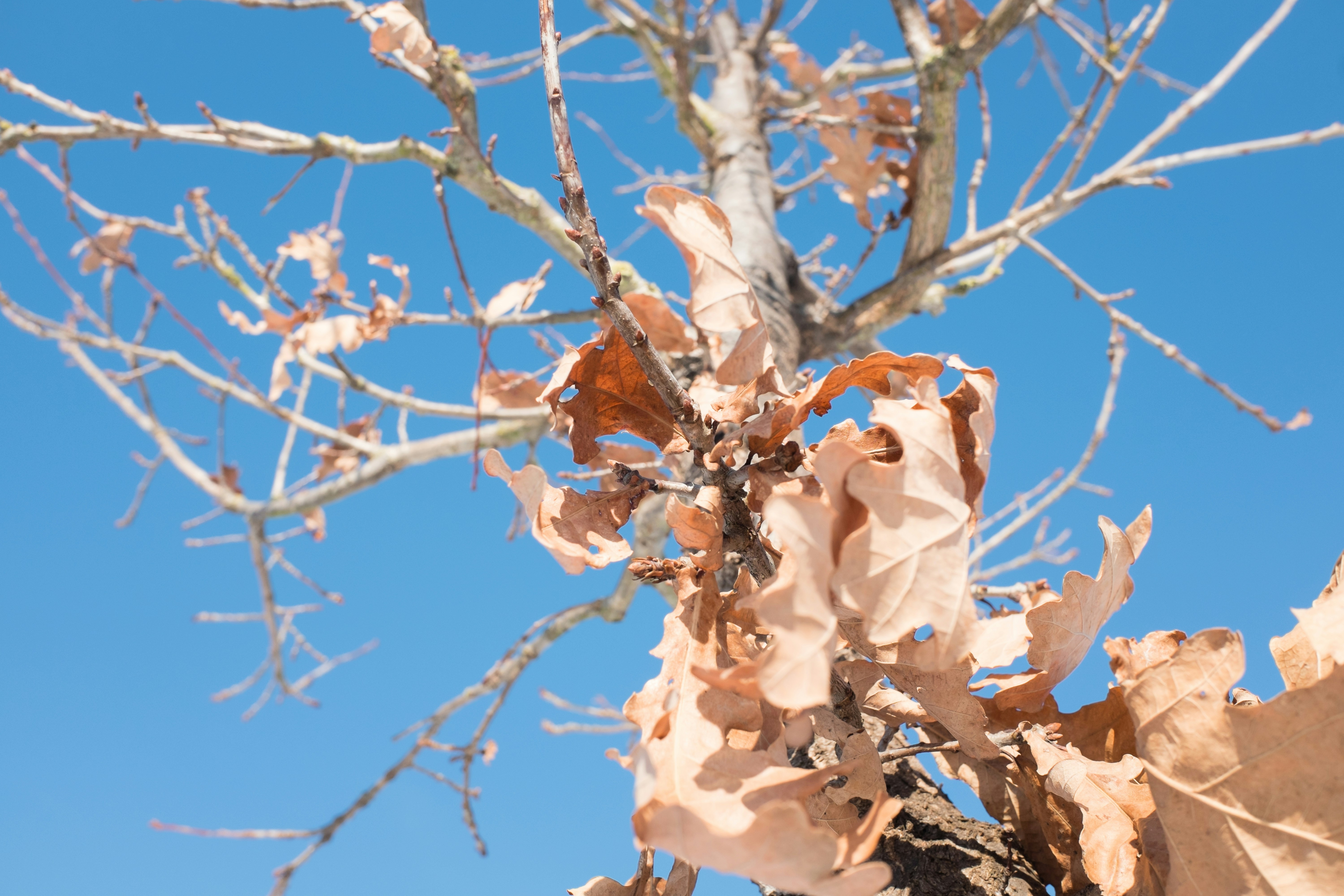 Dry brown leaves on tree branches against blue sky