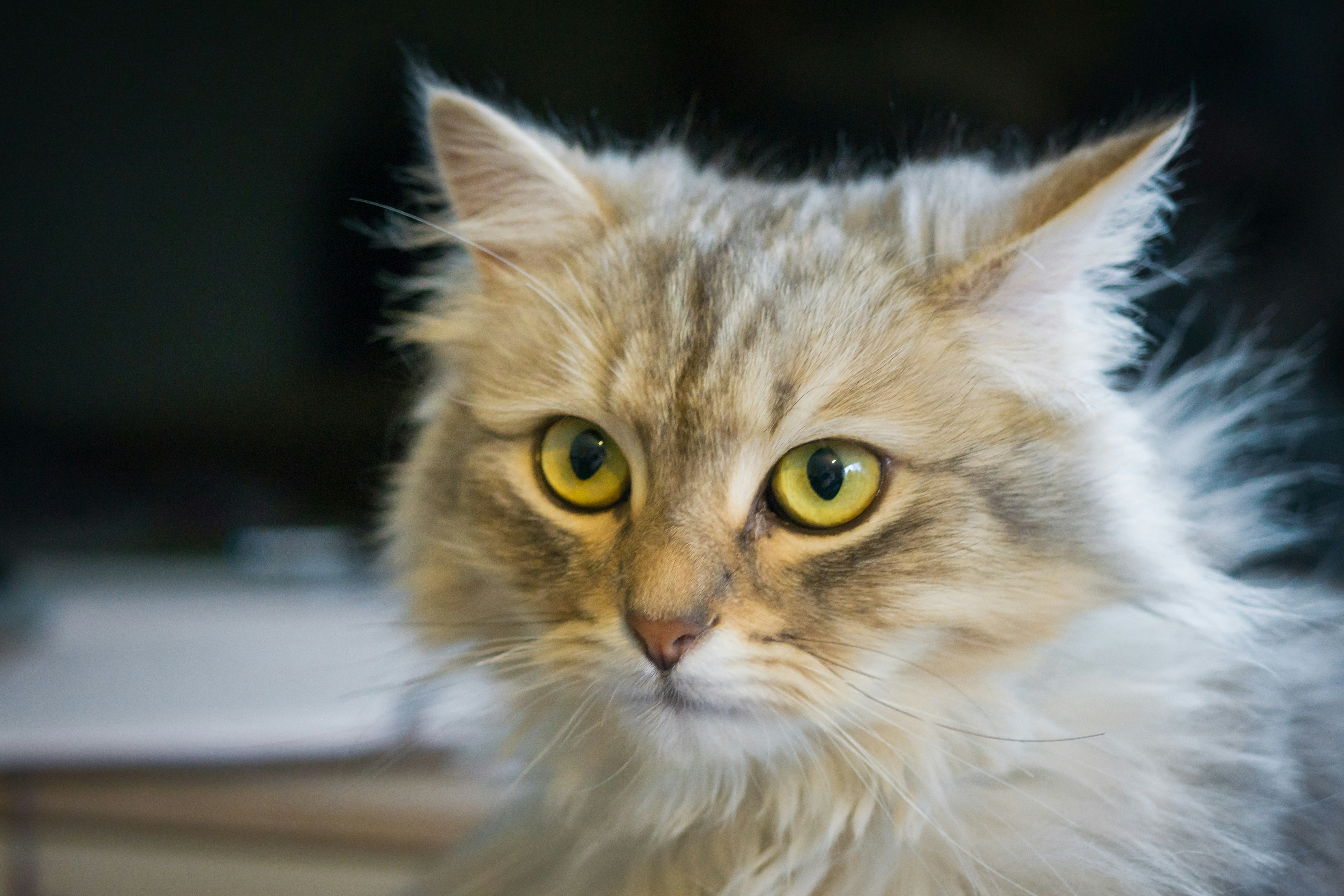 Photo by jastorfproductions