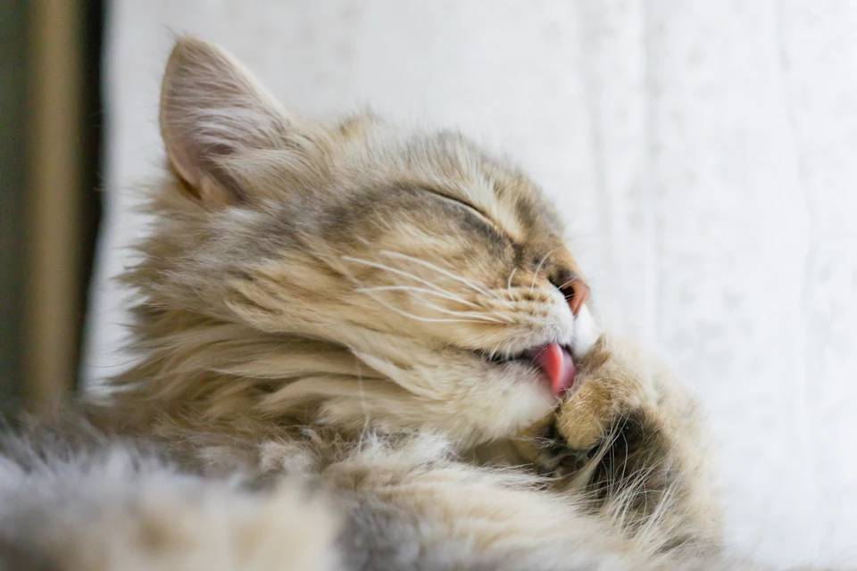 Fluffy light brown cat lies on its side, resting its head on white paws