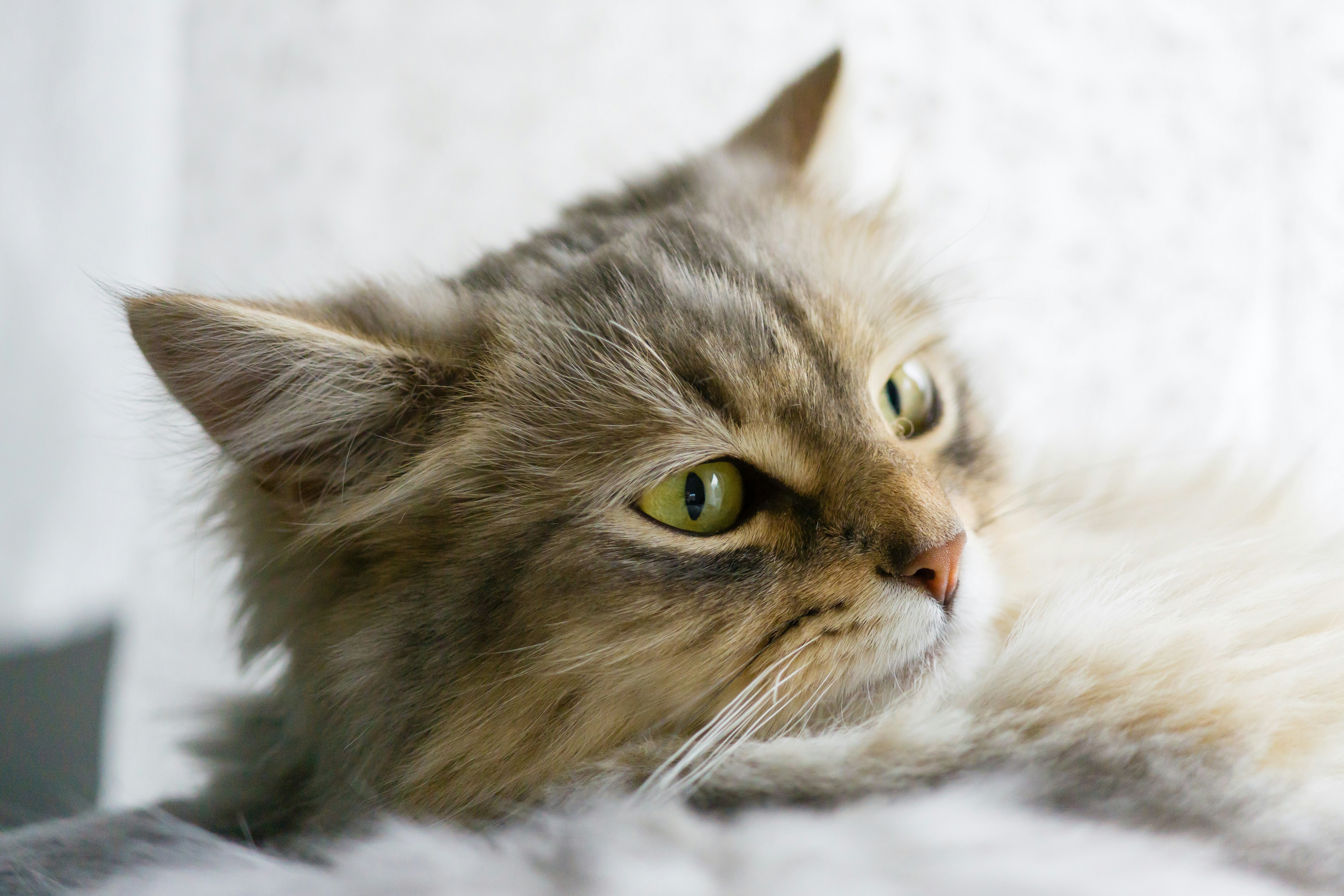 Photo by jastorfproductions