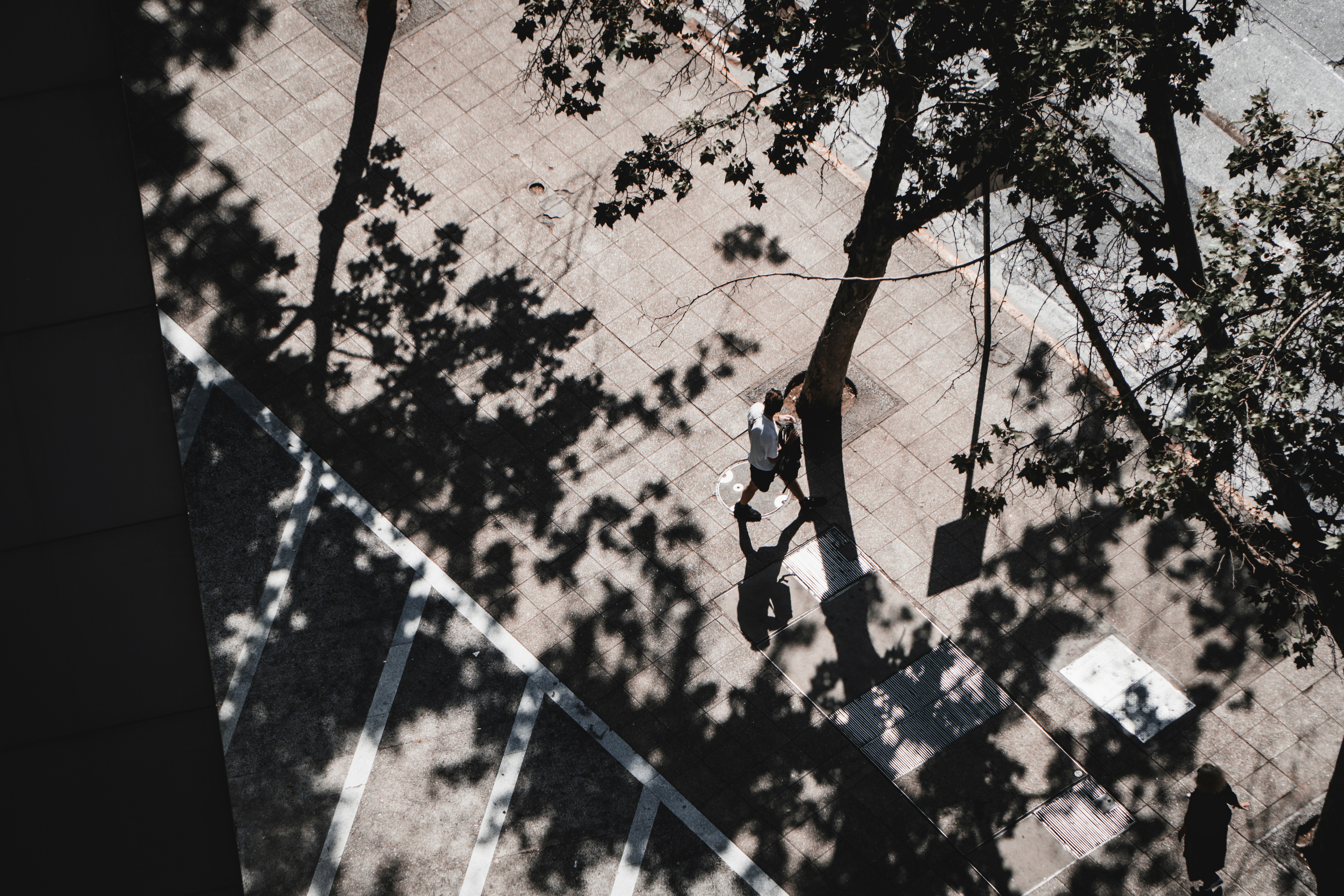 Shadows of trees fall on a person walking on pavement.