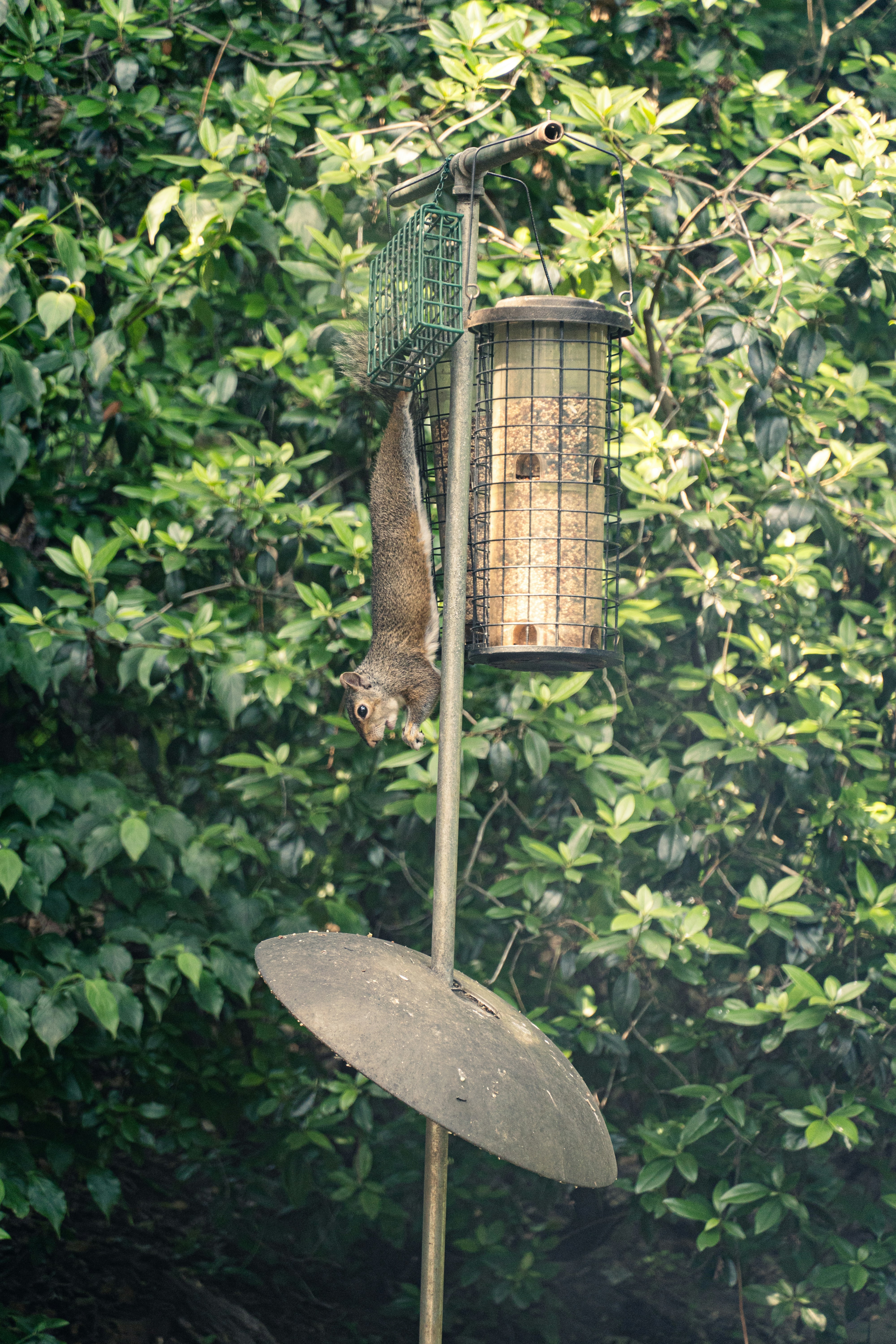 A squirrel hangs upside down from a bird feeder.