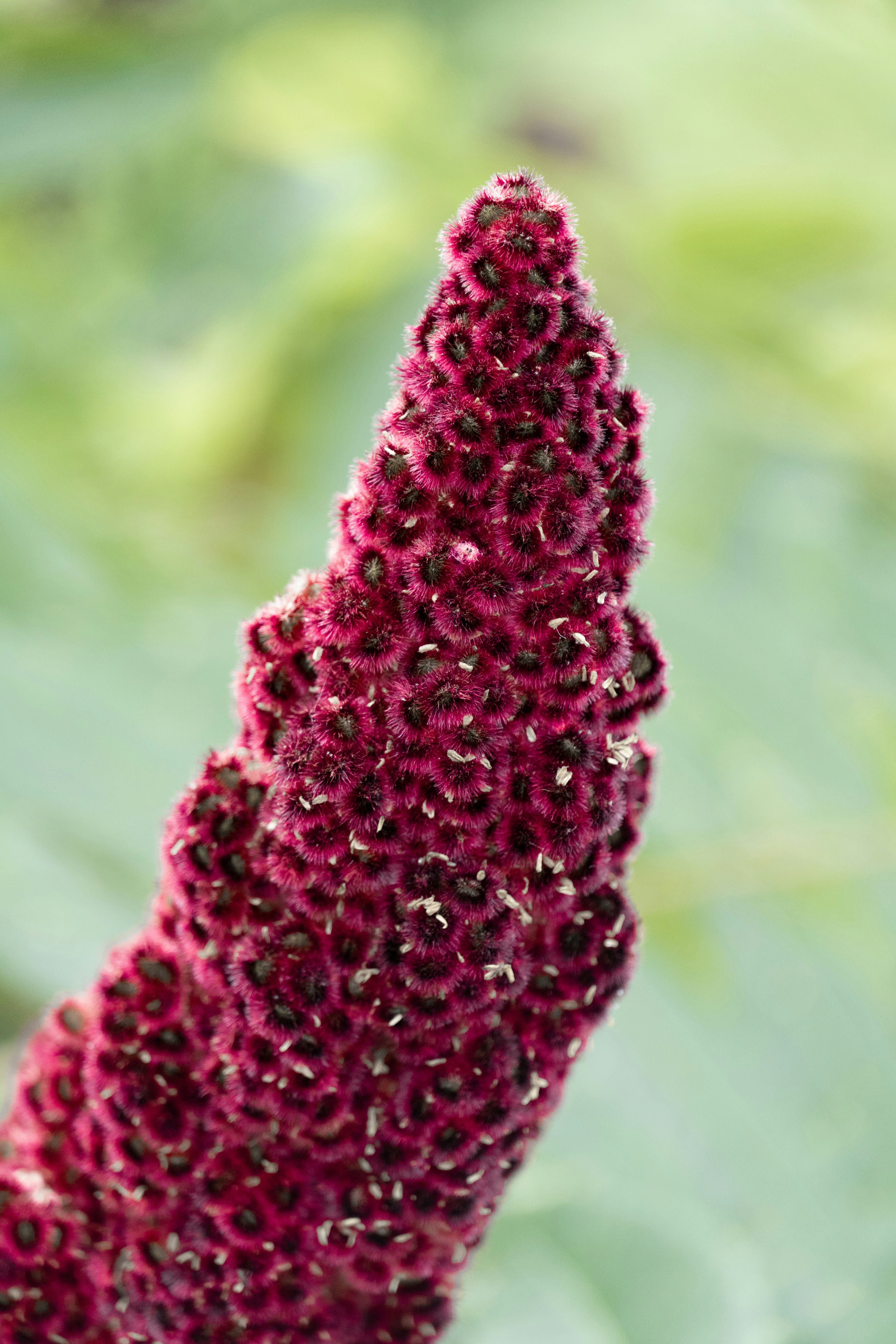 A close-up of a fuzzy red flower bud