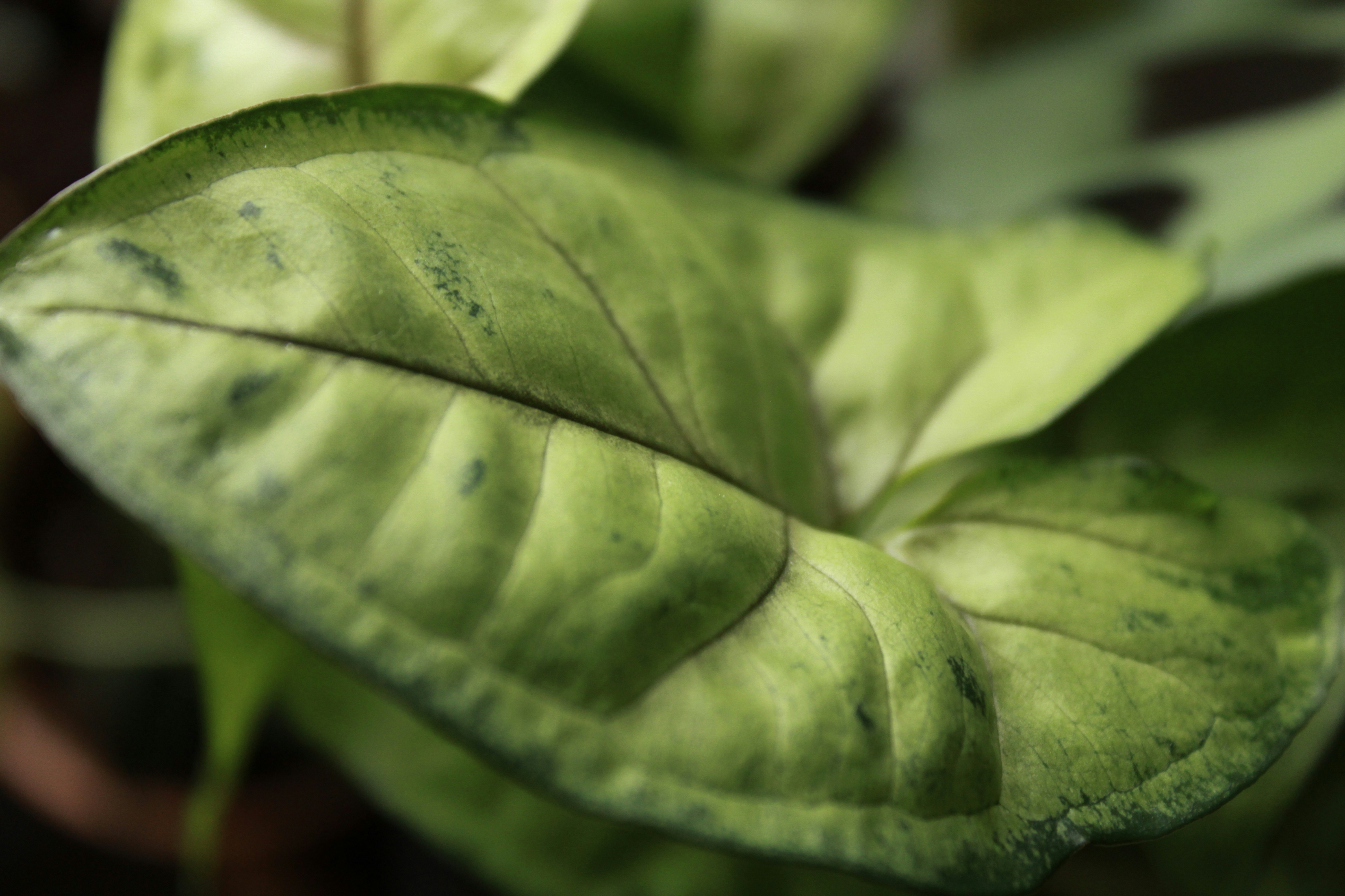 Photo by raevolution