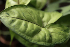 Close-up of a variegated green leaf with dark veins.