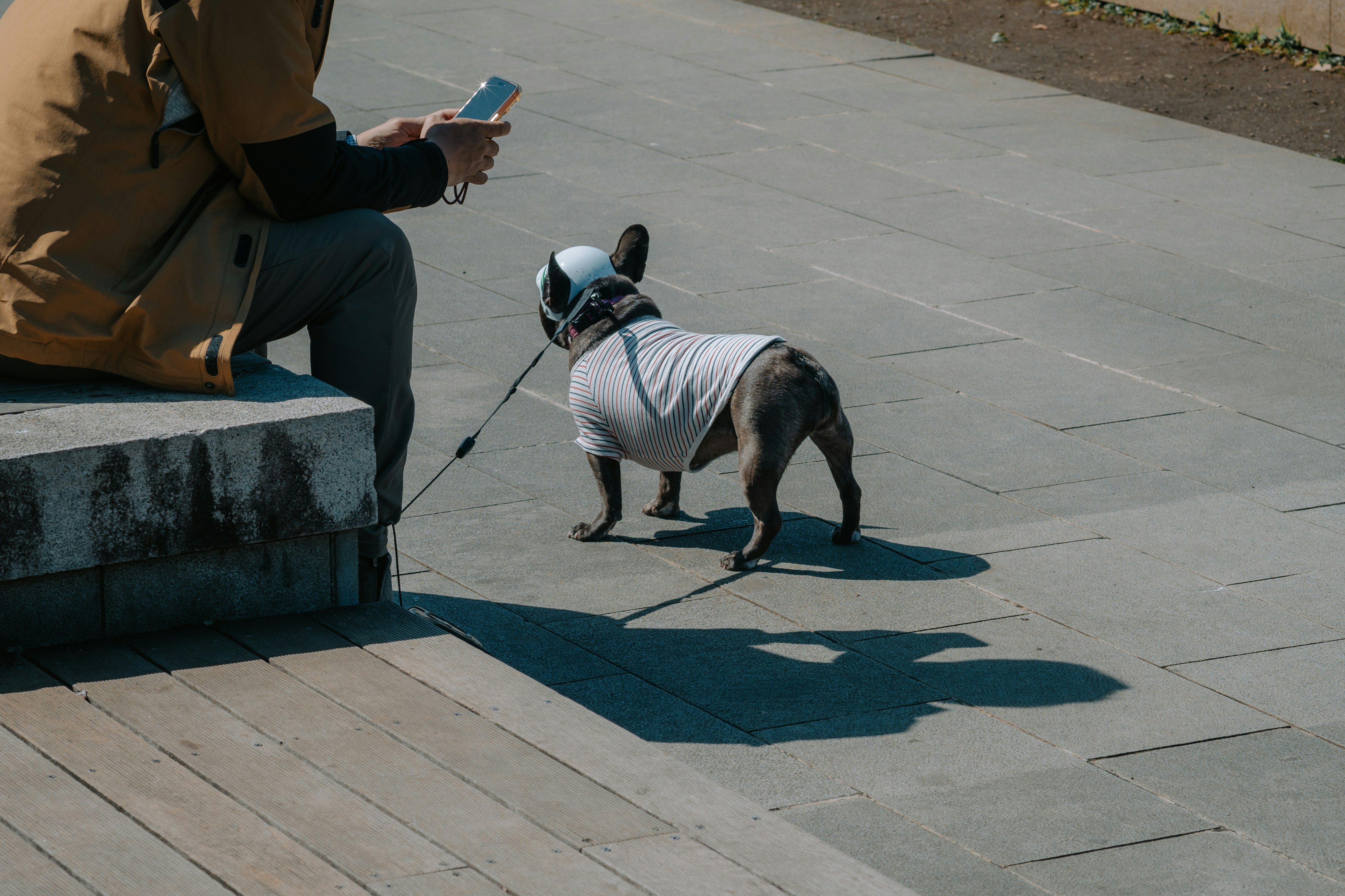 Keep Your Dog Active and Informed