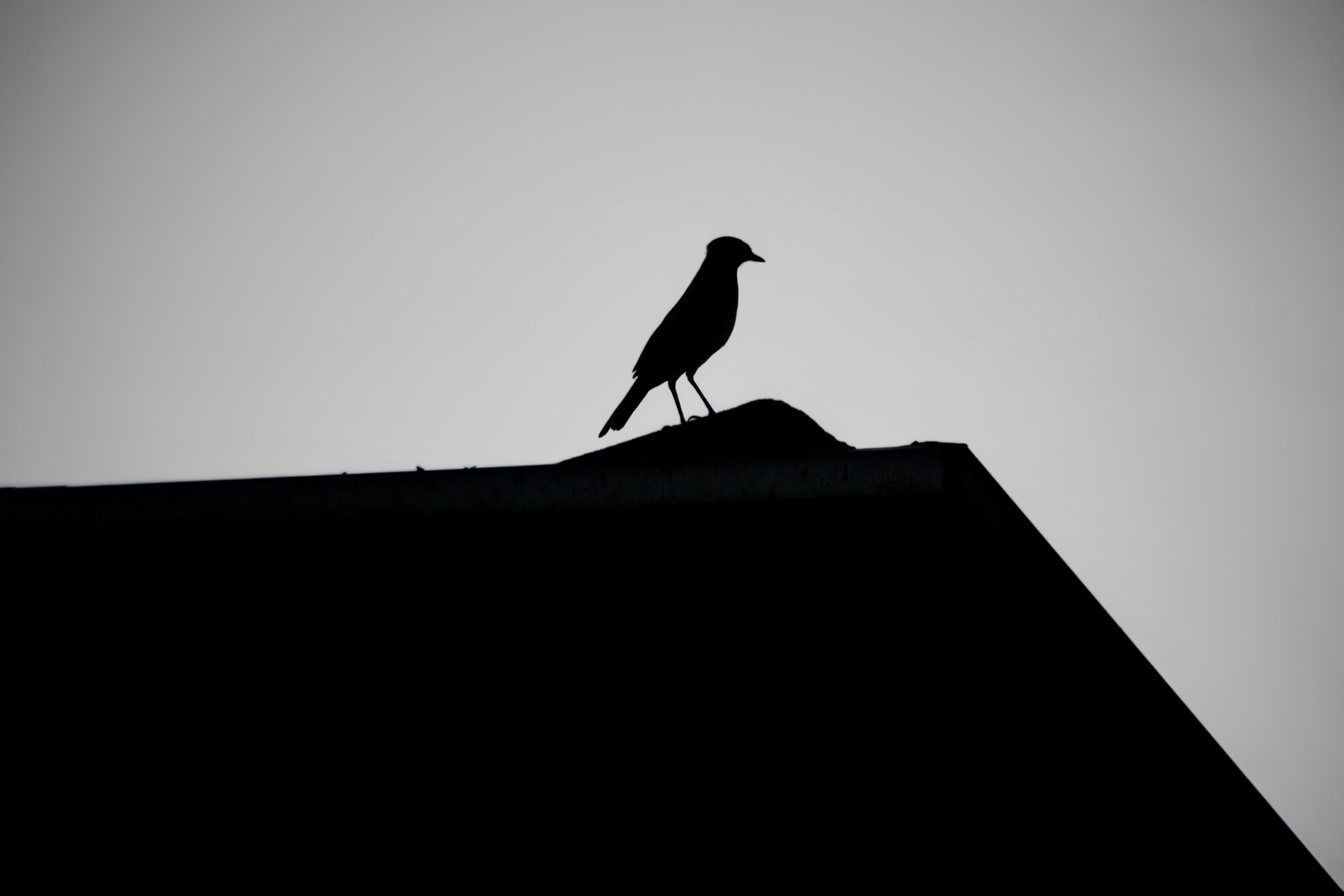 Photo by albertolung