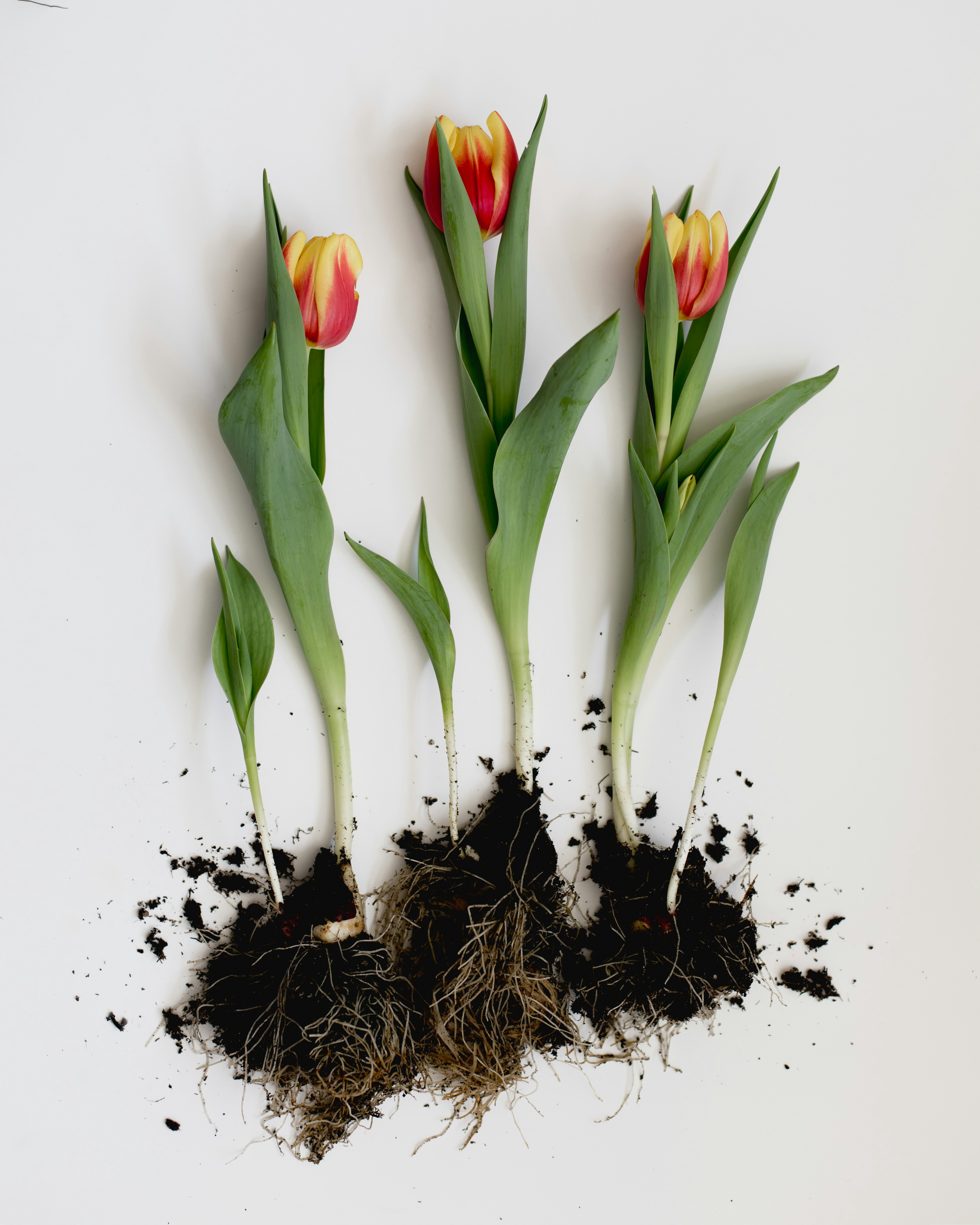 Several tulips with roots and soil on white background.