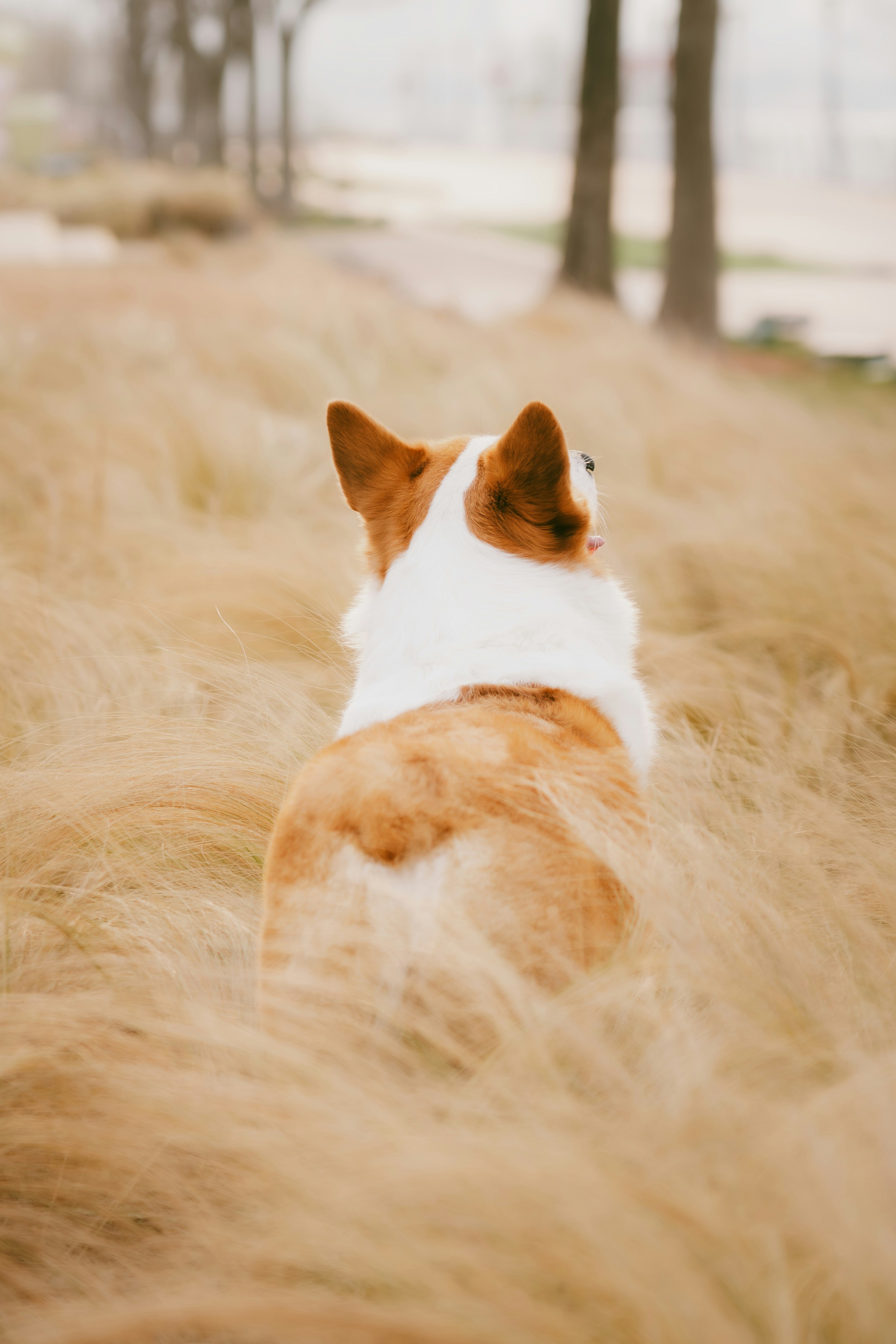 Ein Corgi-Hund sitzt im hohen, trockenen Gras.