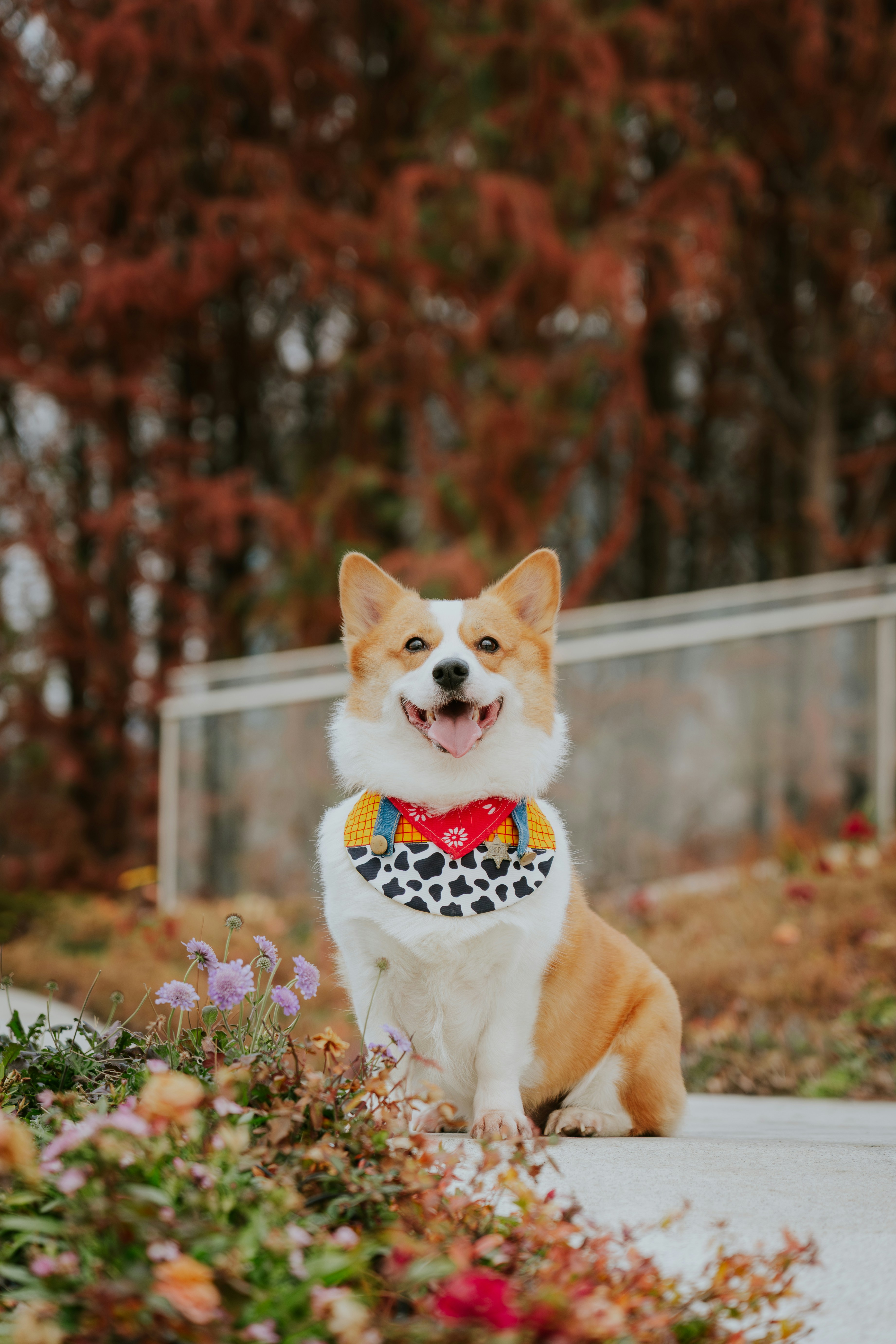 Fröhlicher Corgi mit Bandana im Herbst