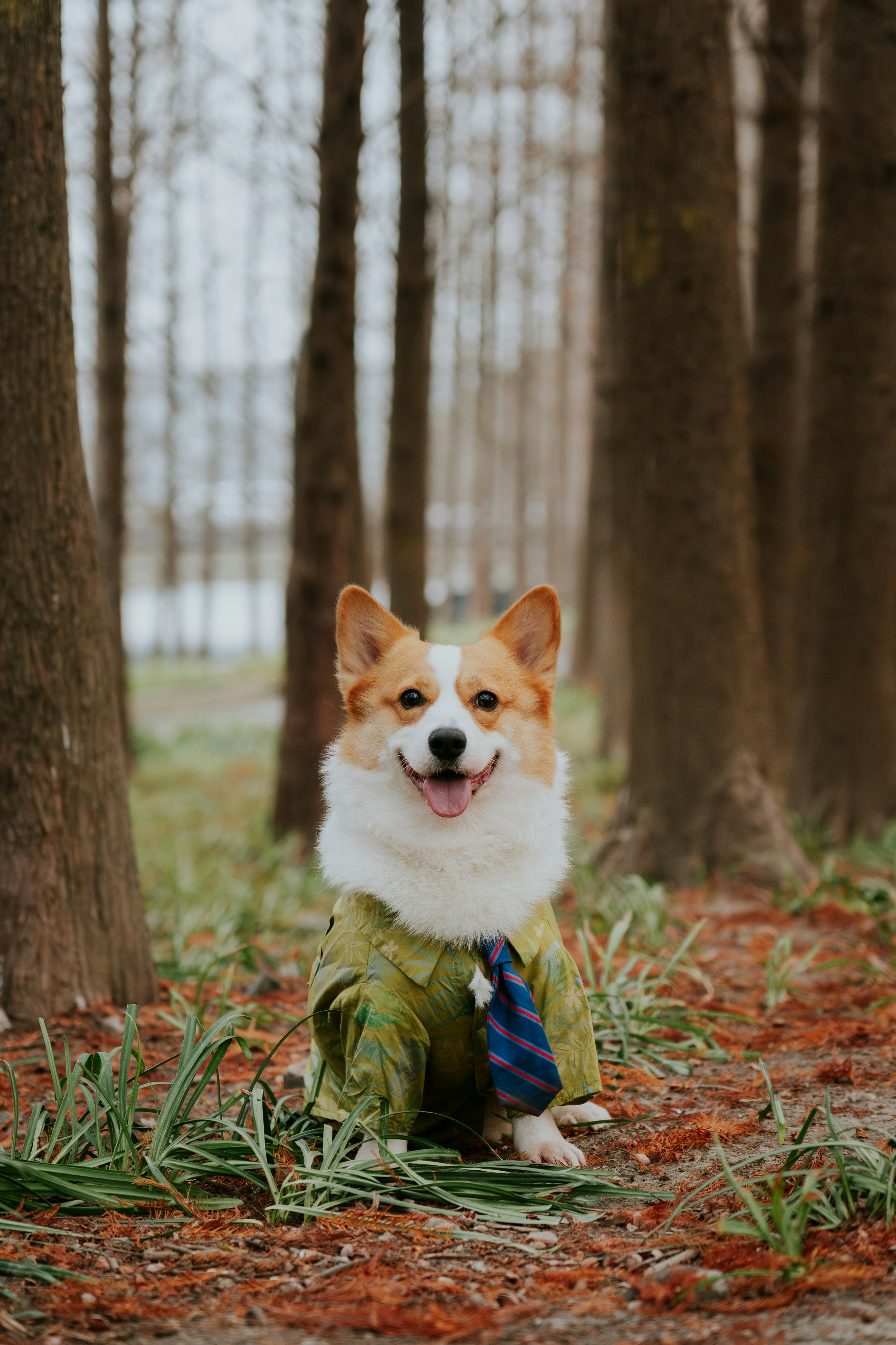 Ein Corgi-Hund, der draußen Anzug und Krawatte trägt