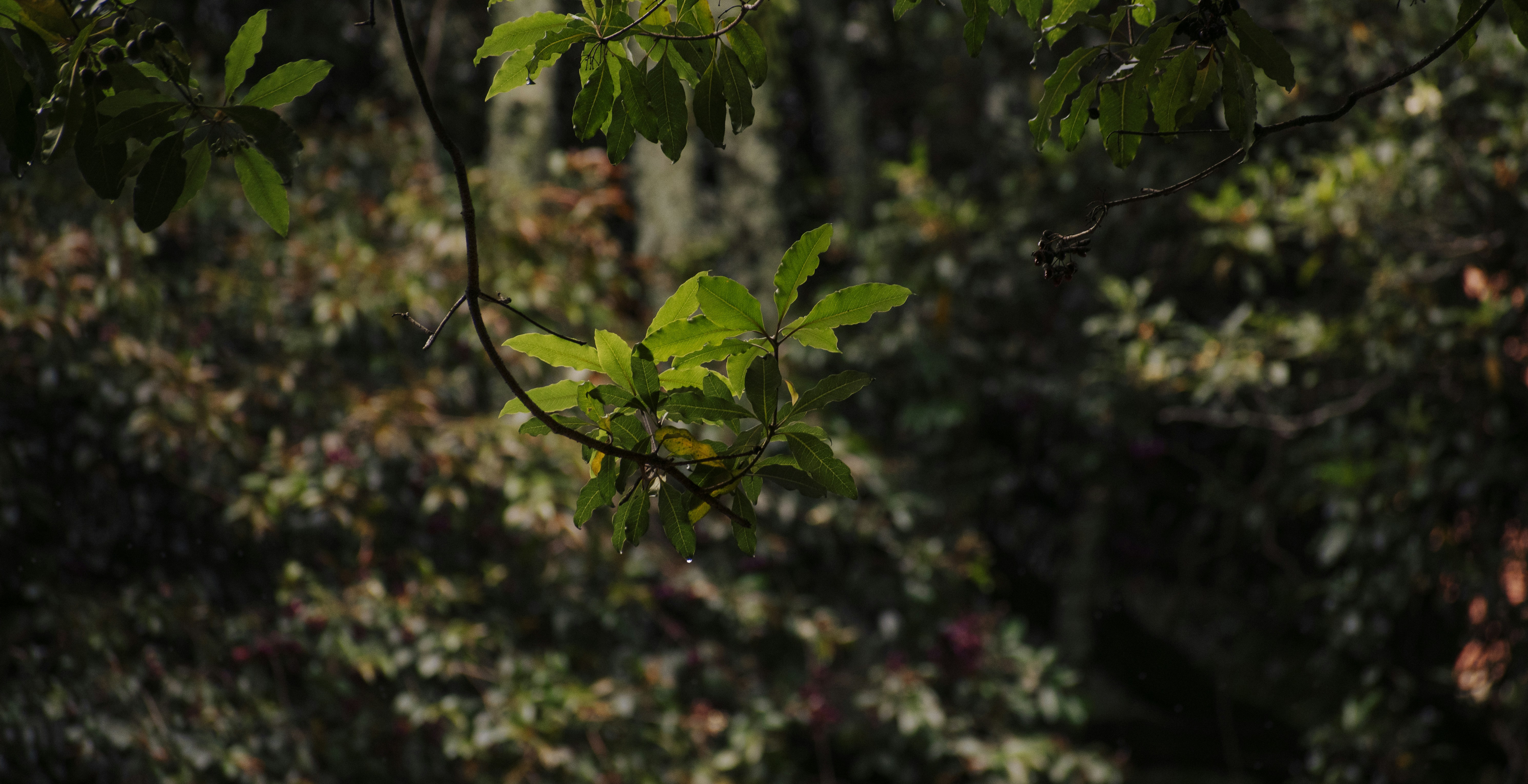 Photo by sebaslaverde_nkn