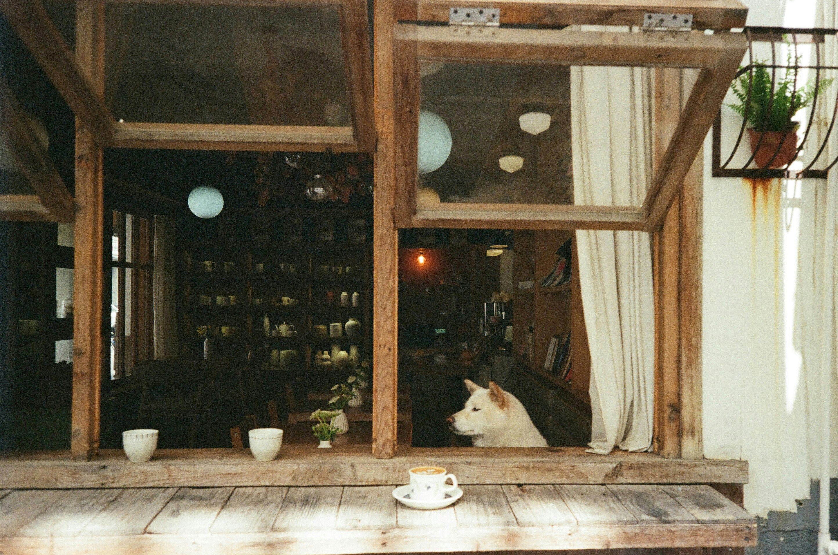 Korean Dog Fashion: Dressing Up Your Pup