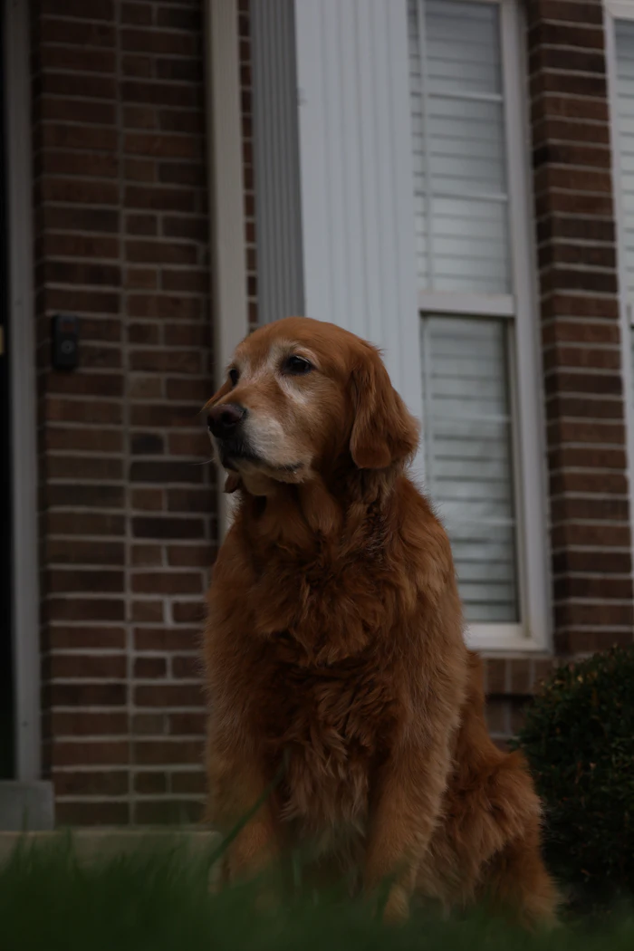 Golden retriever resting outside a house