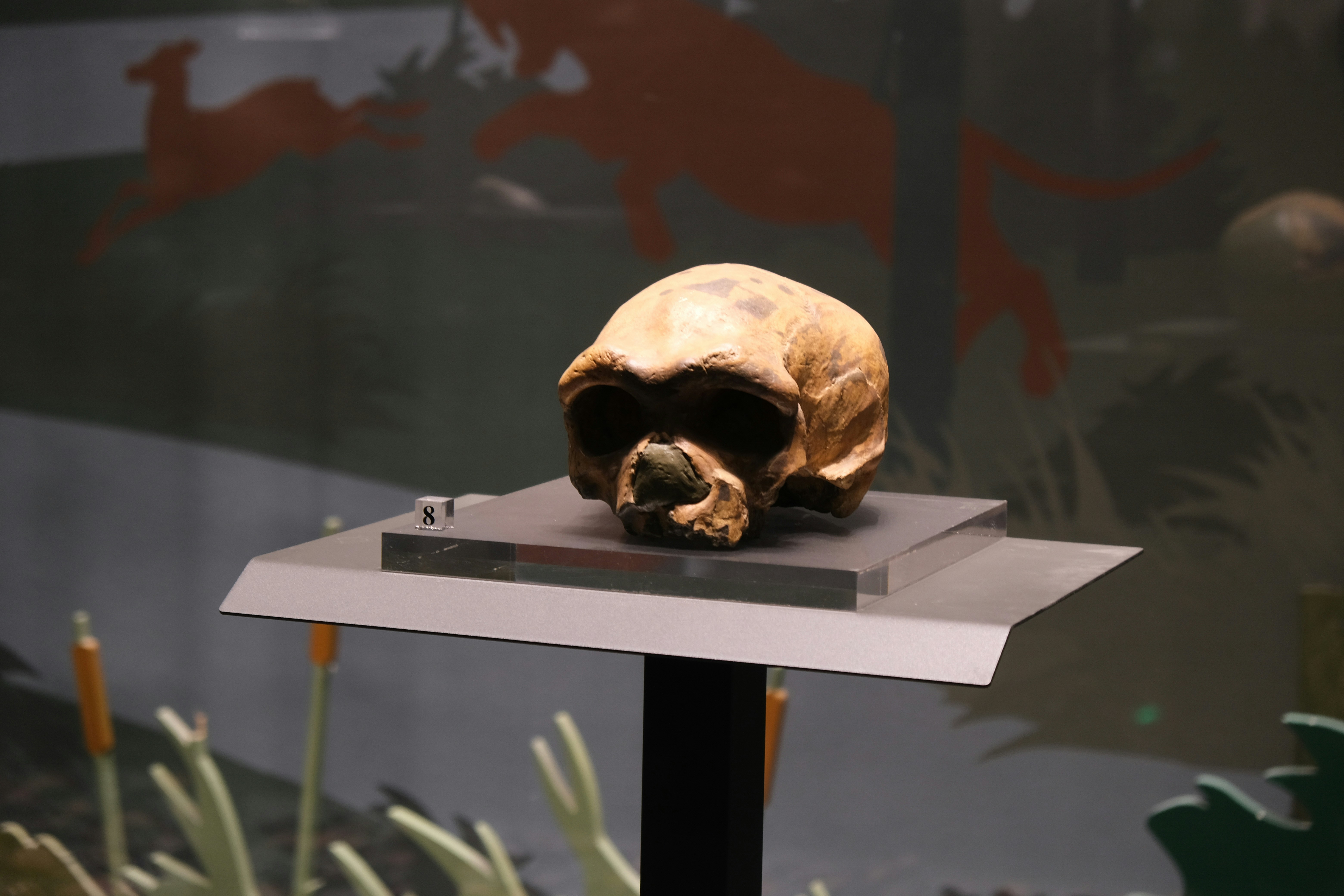 Ancient hominid skull displayed on a museum pedestal.