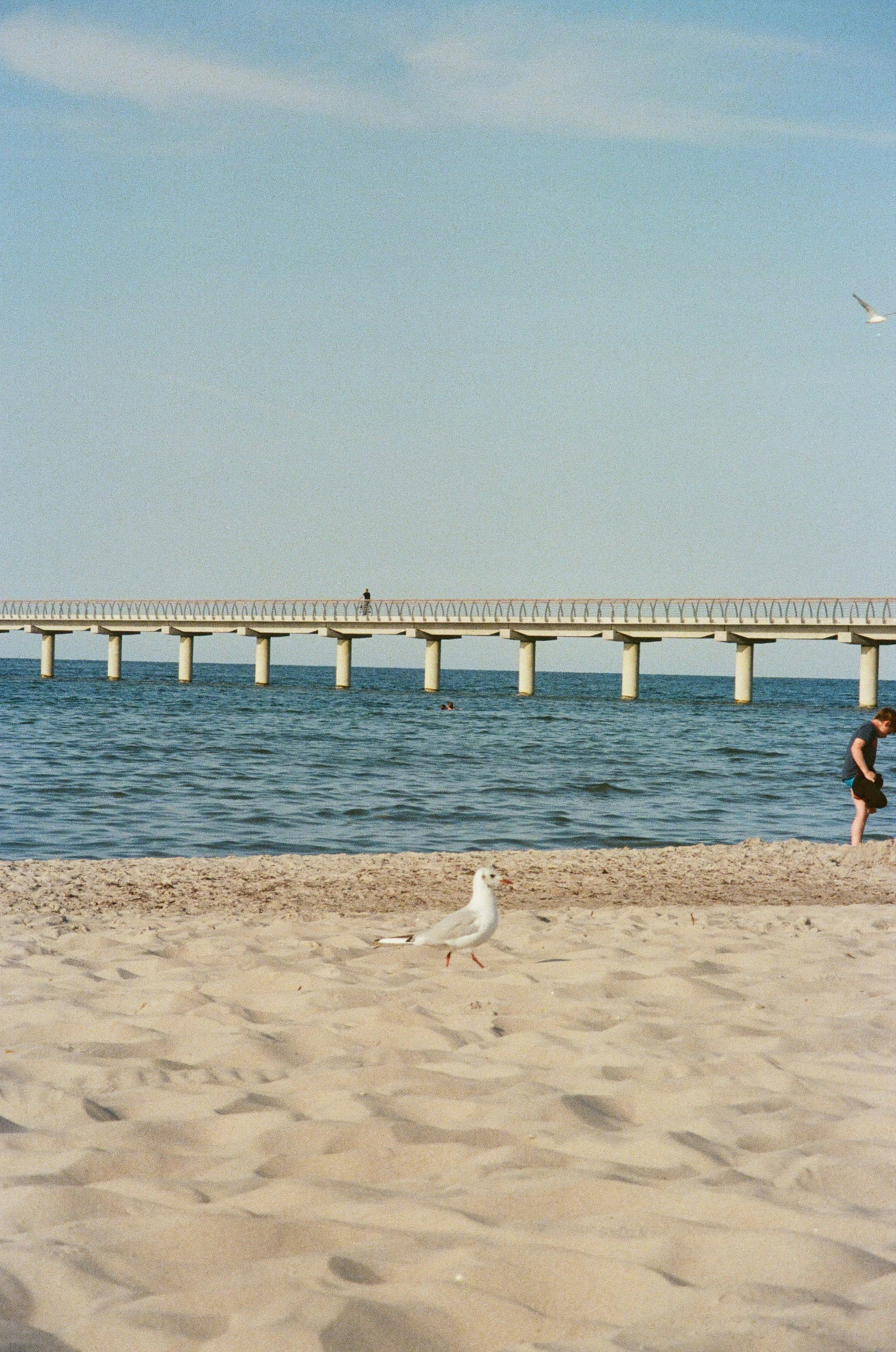 Seagull on beach with pier in background
