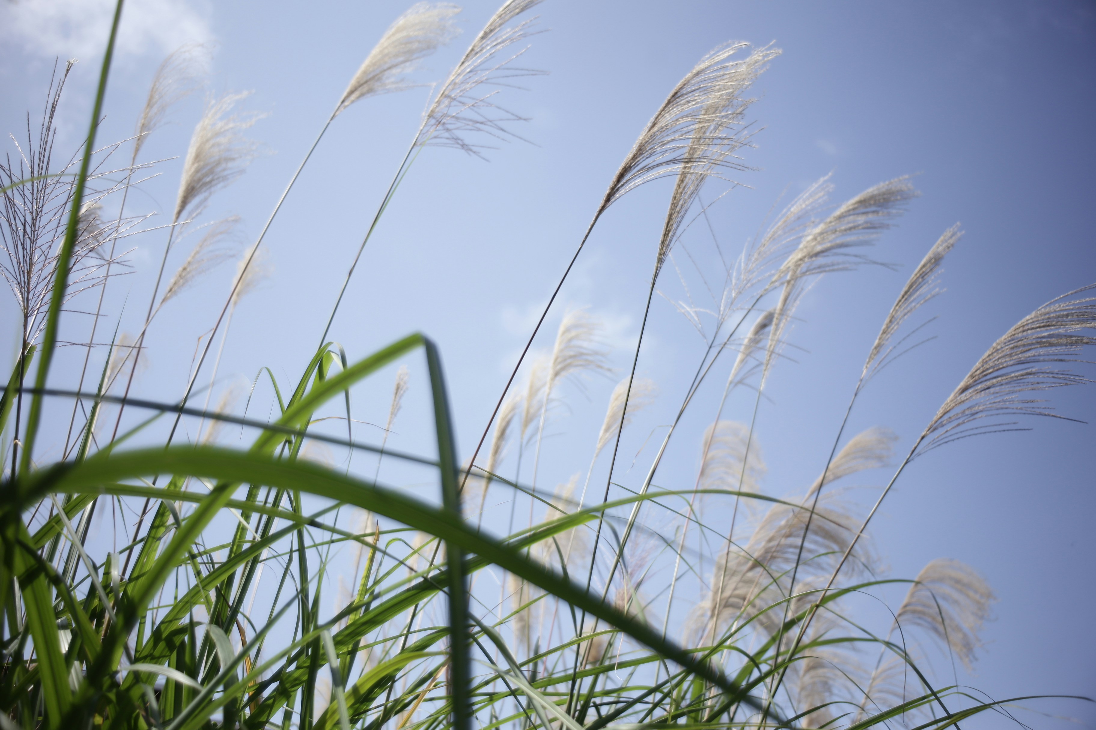 Tall grass swaying gently against a clear blue sky