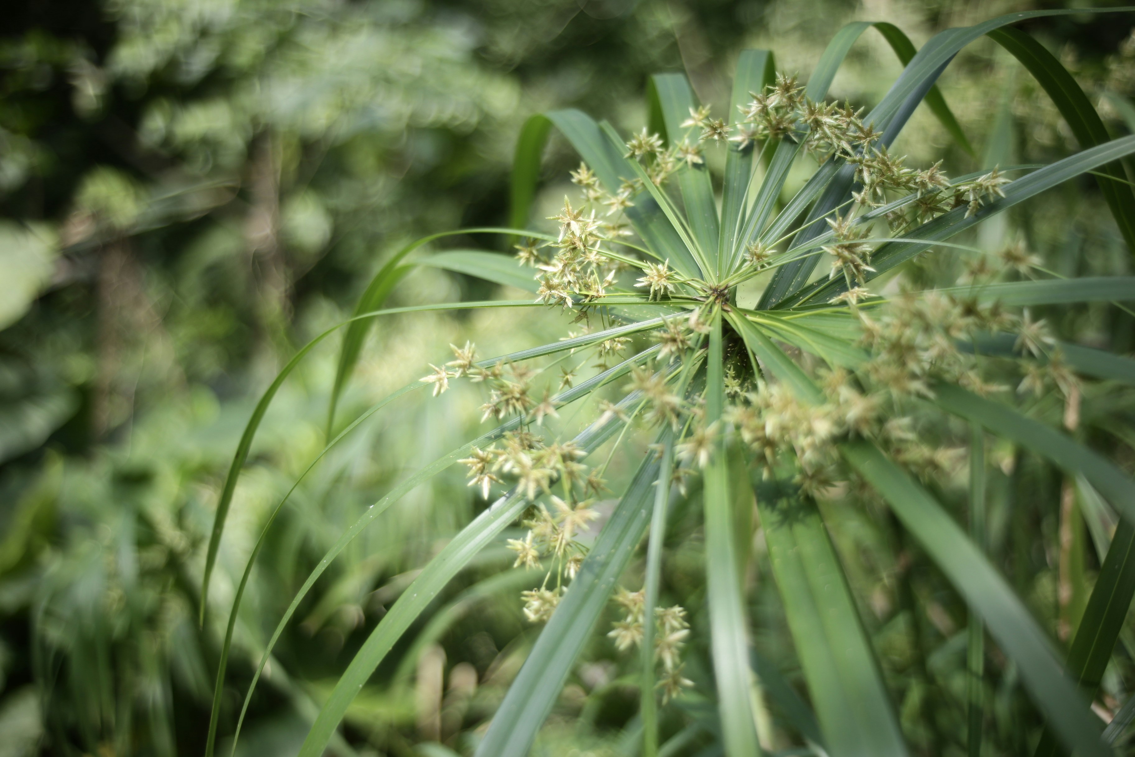 Green papyrus plant with delicate flowers in bloom