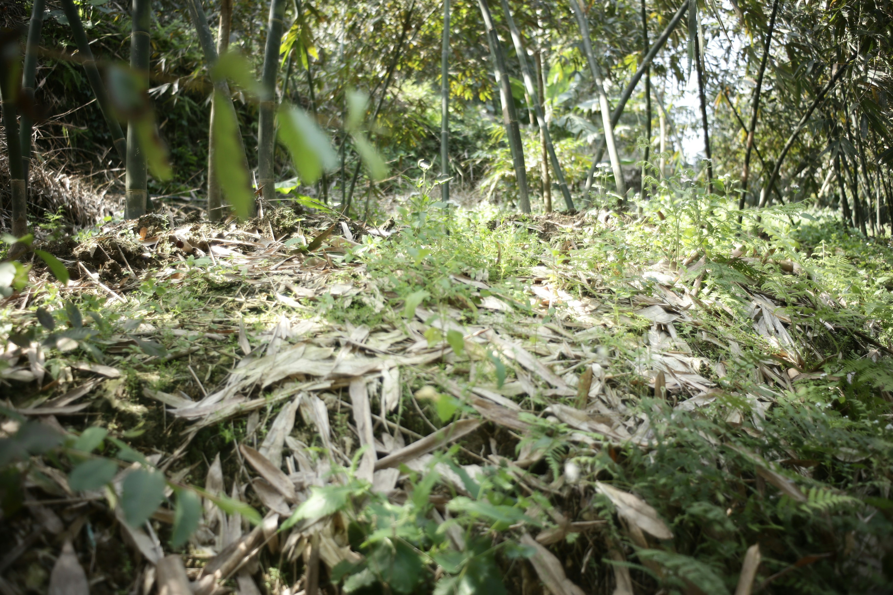 Sunlight filters through bamboo forest floor