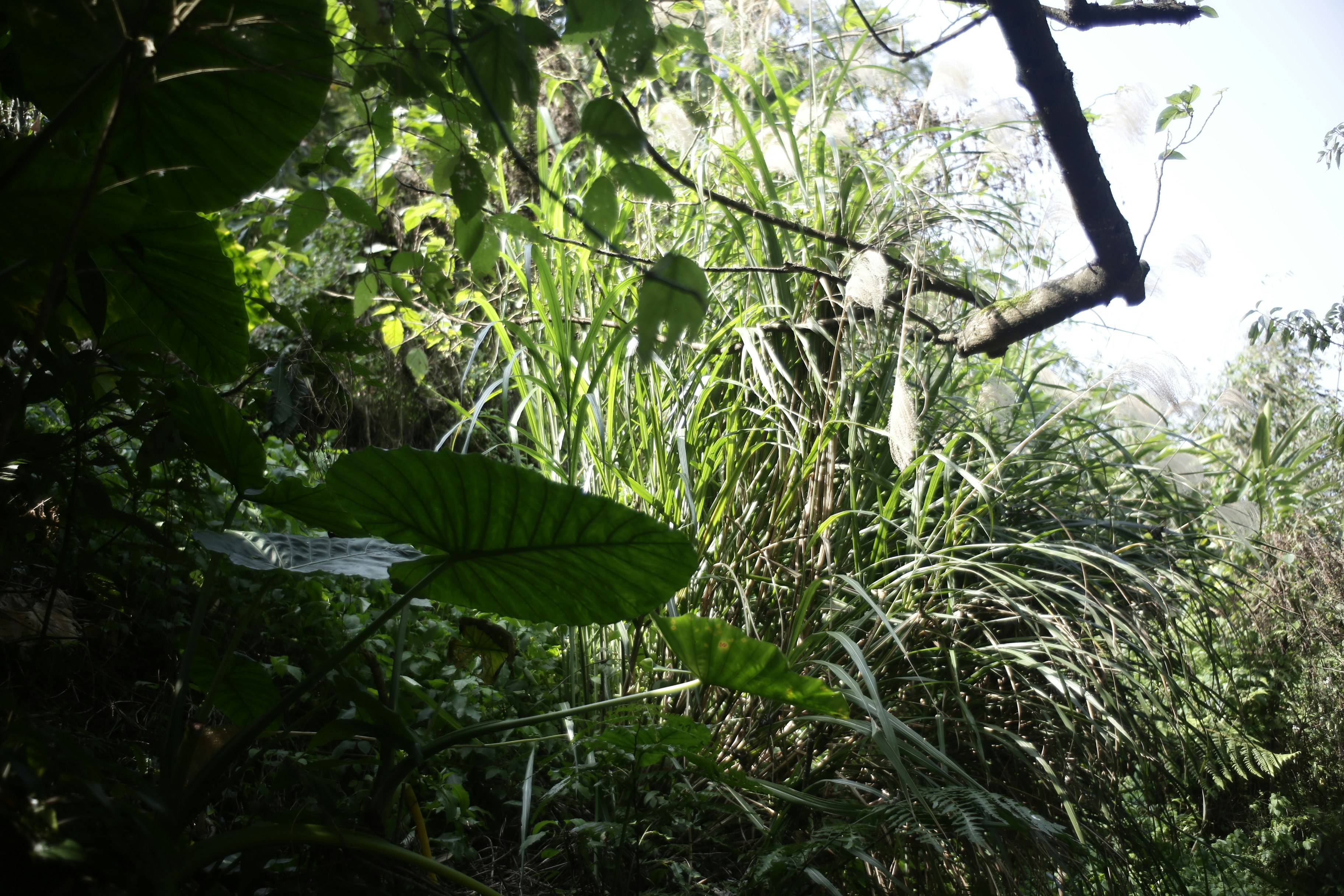 Lush green foliage and tall grass on a hillside