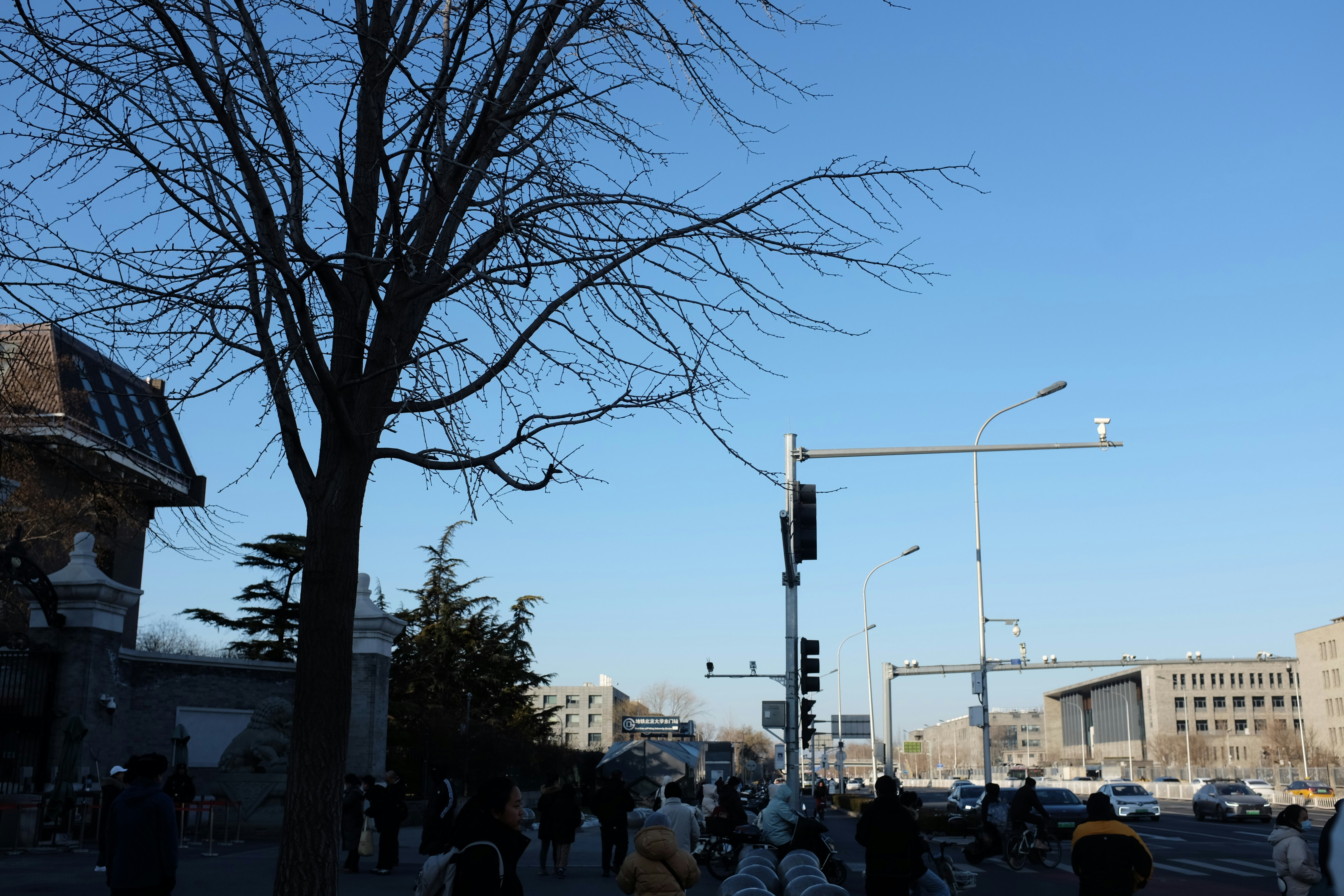 Bare tree branches against a clear blue sky