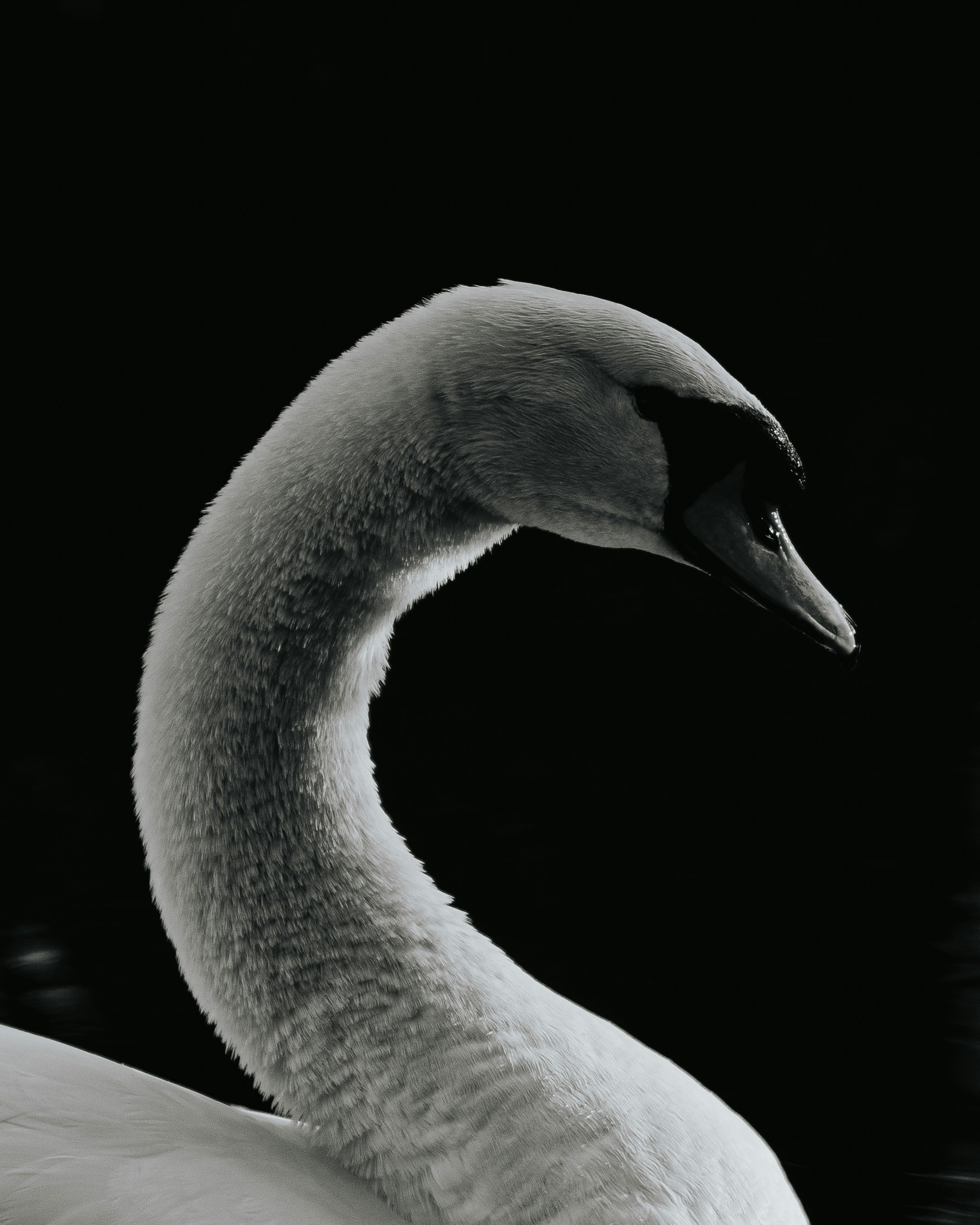 A swan with its neck curved against a dark background.