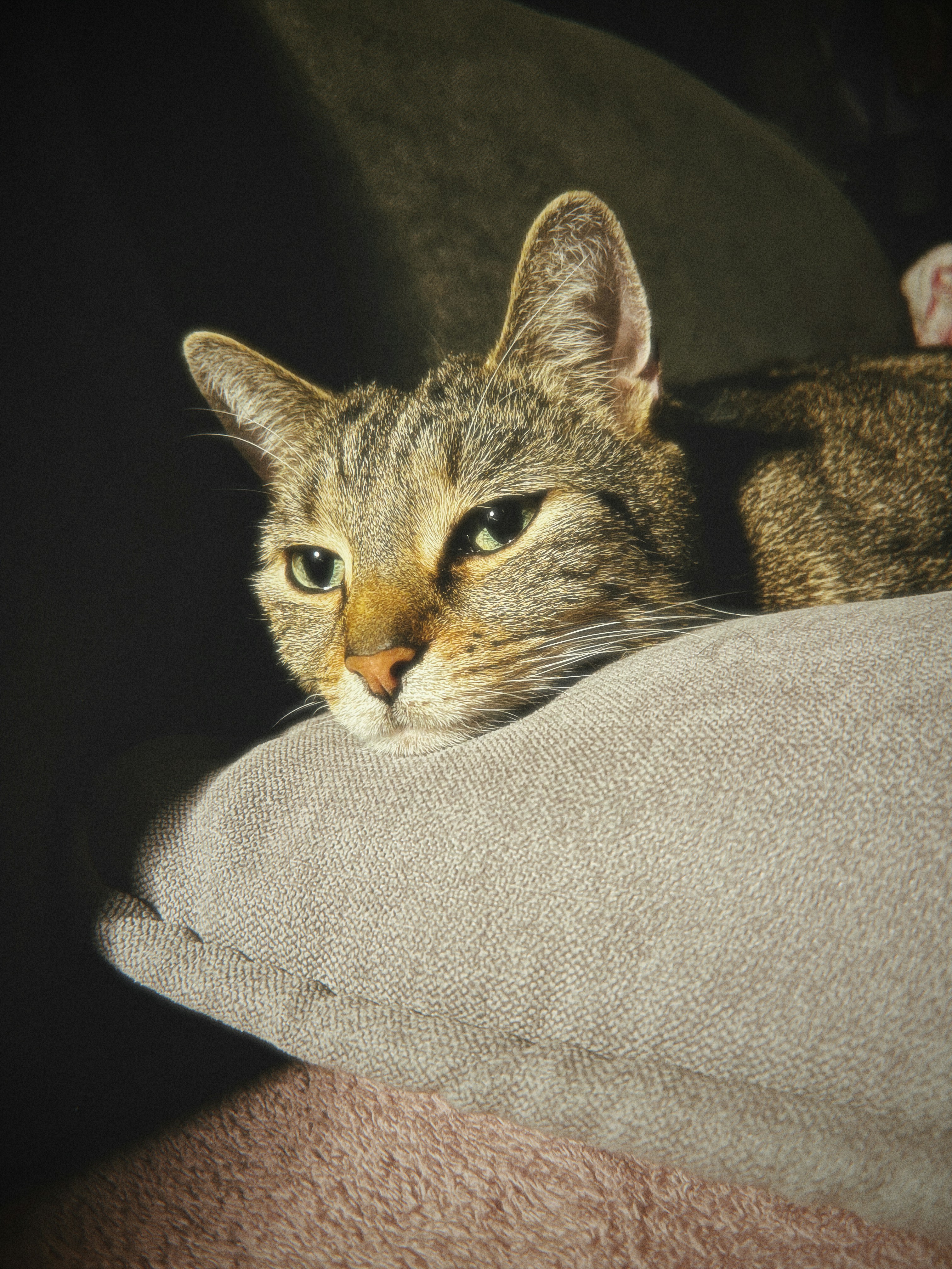 Un chat tigré pose sa tête sur un coussin.