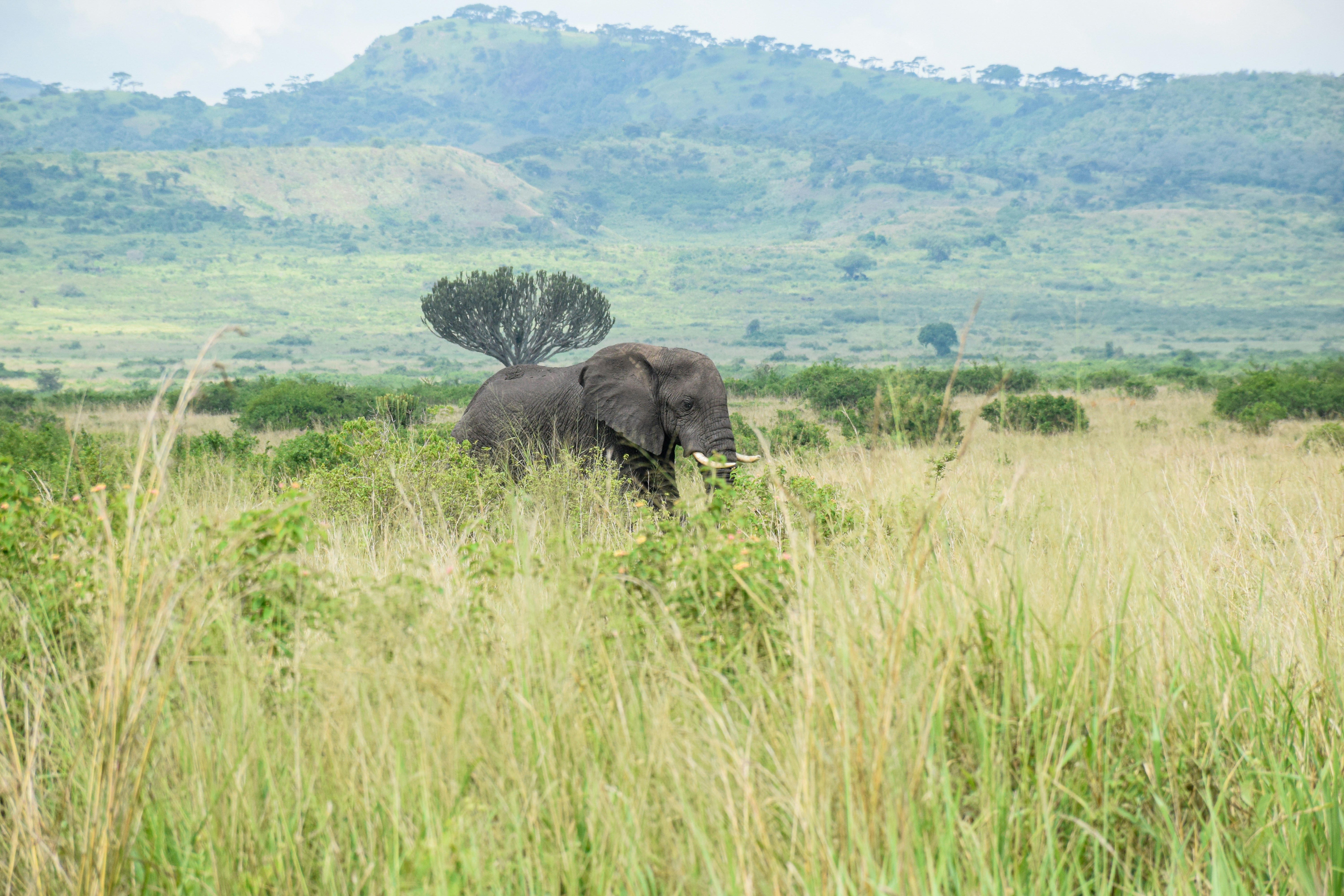 Uganda