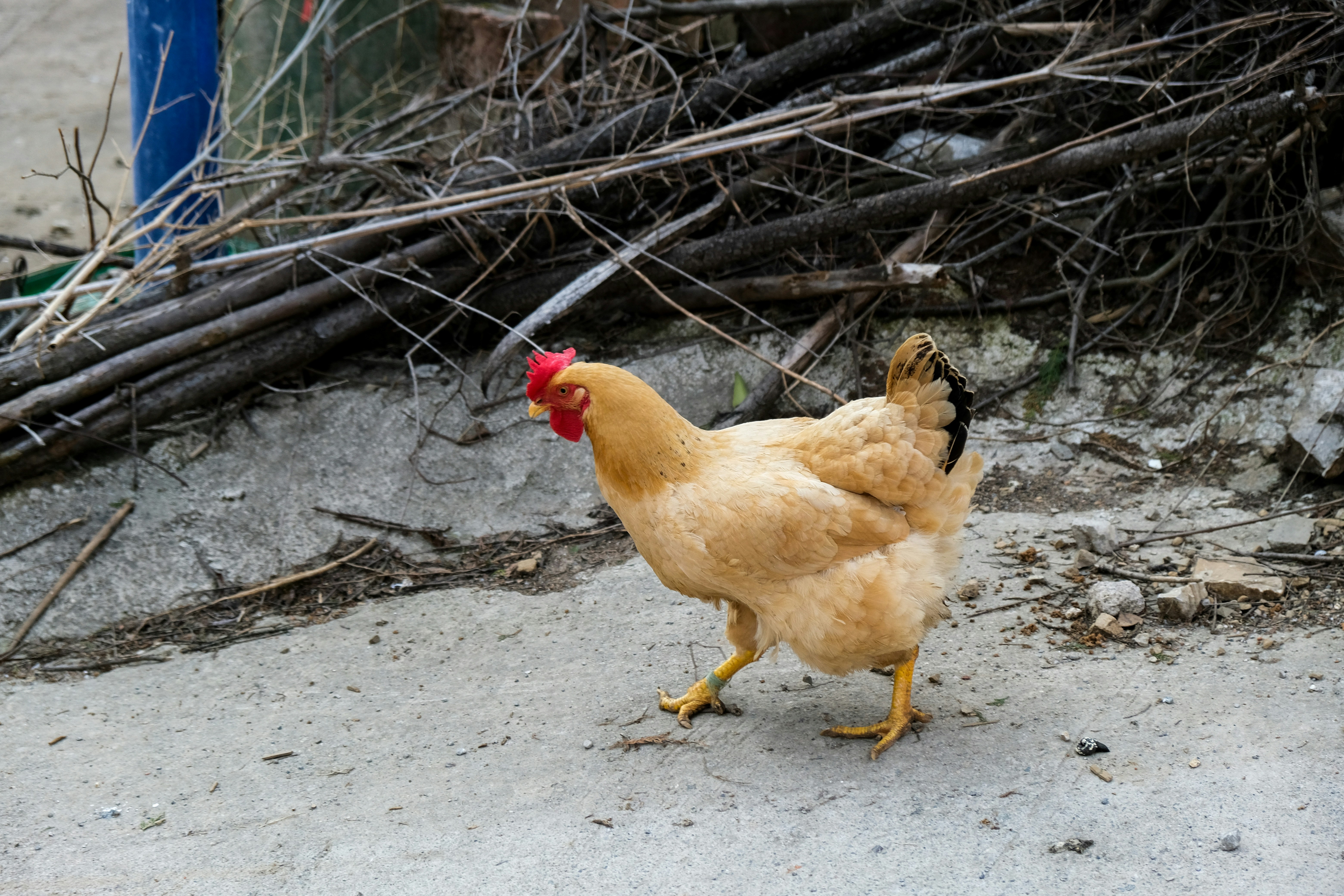 Ein hellbraunes Huhn läuft auf einer Betonoberfläche.