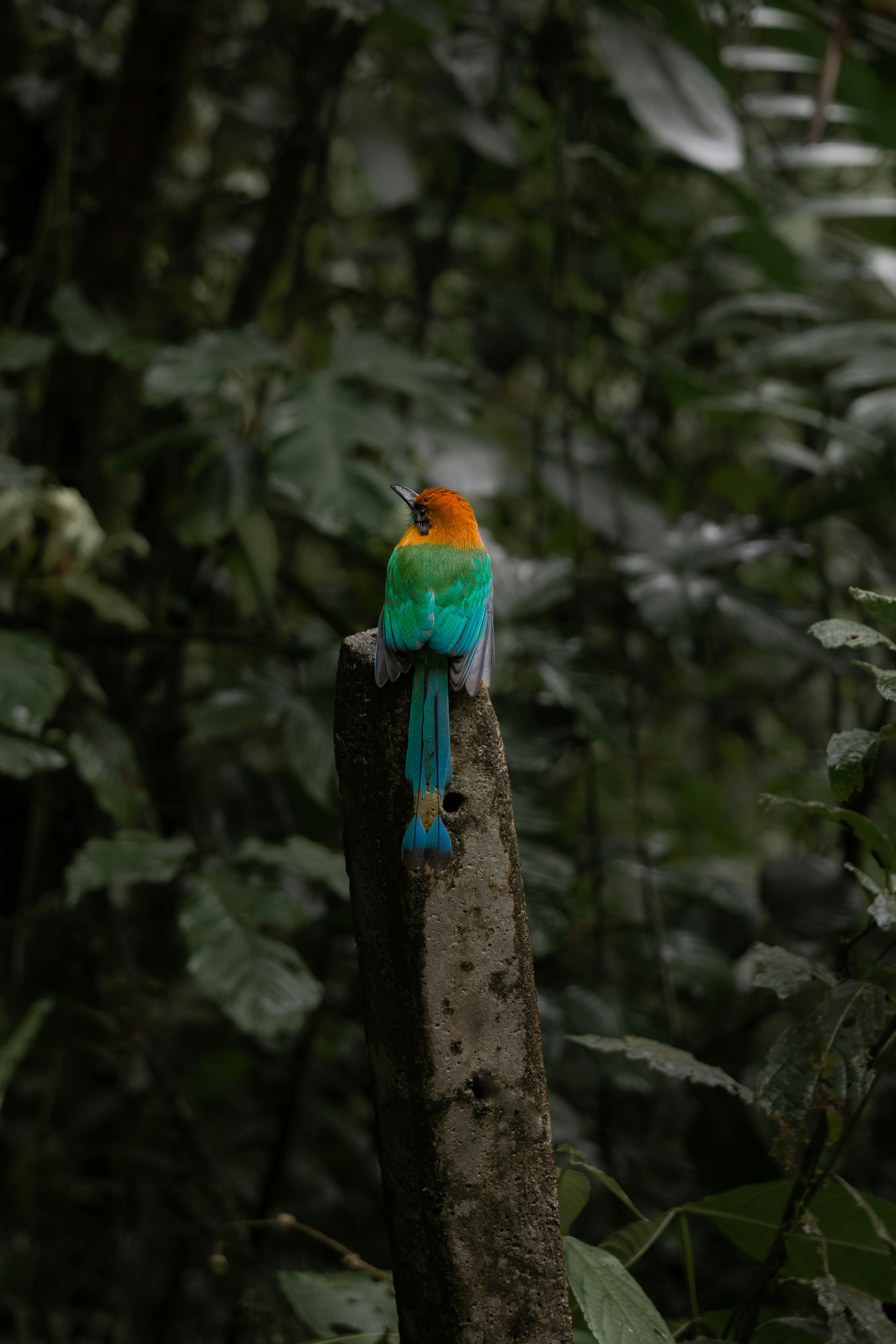 Photo by dennisepema