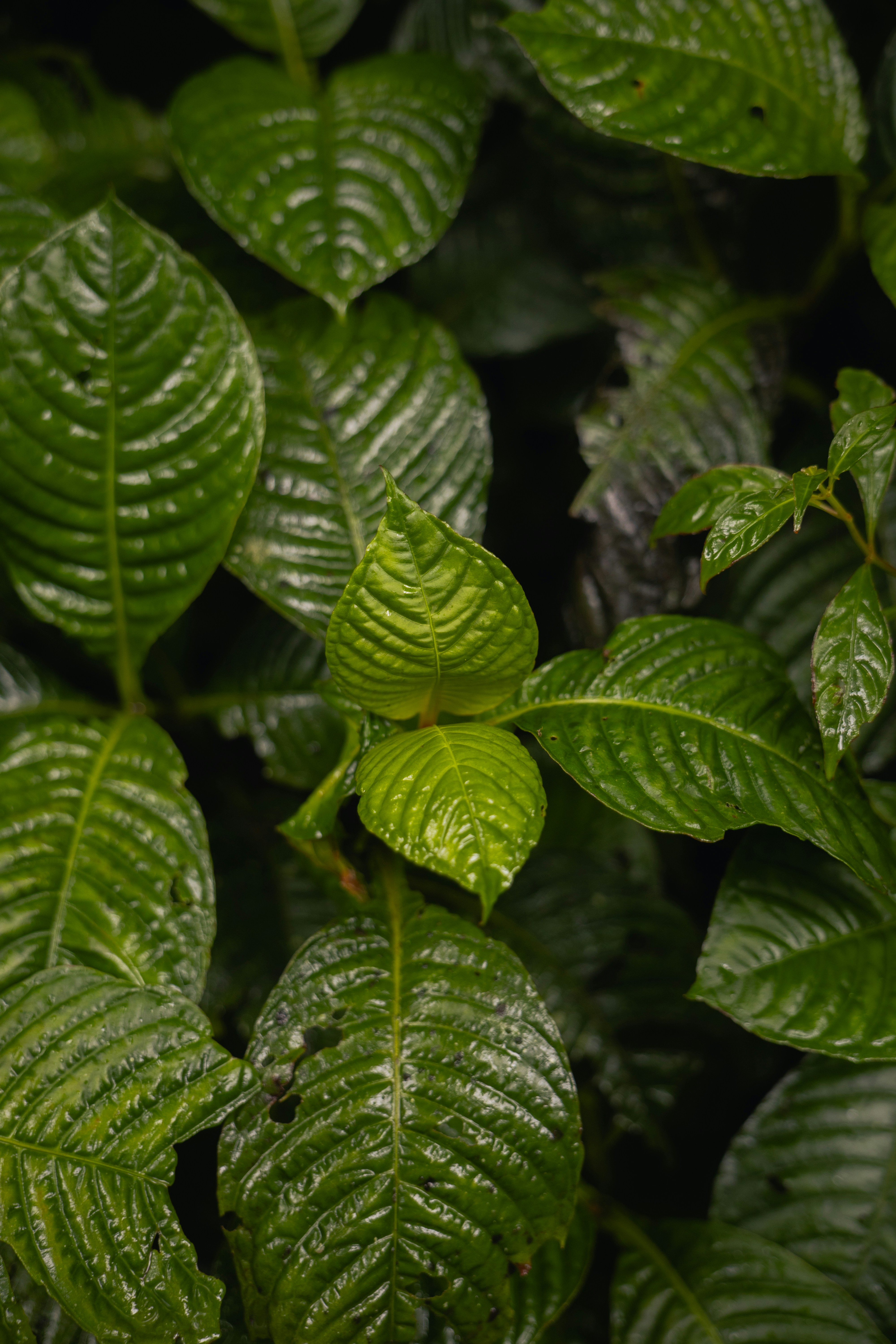 Photo by dennisepema