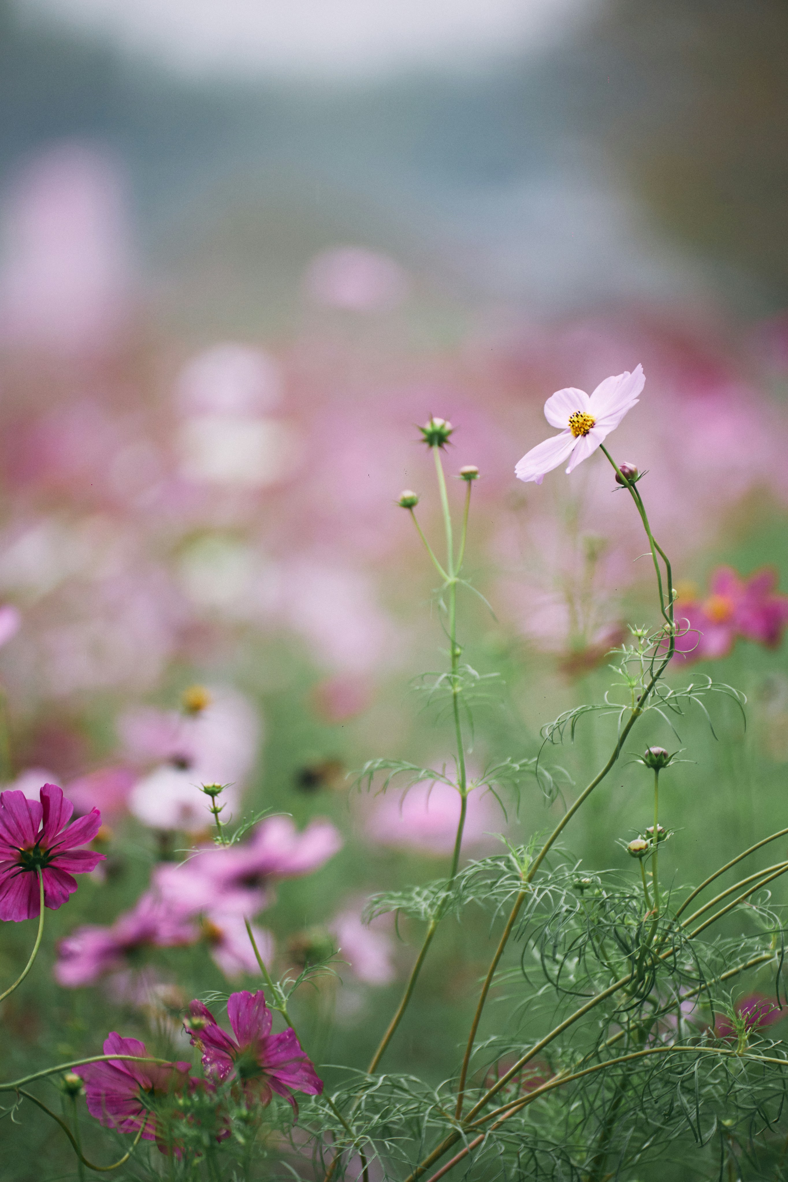 Photo by tsuyoshikozu