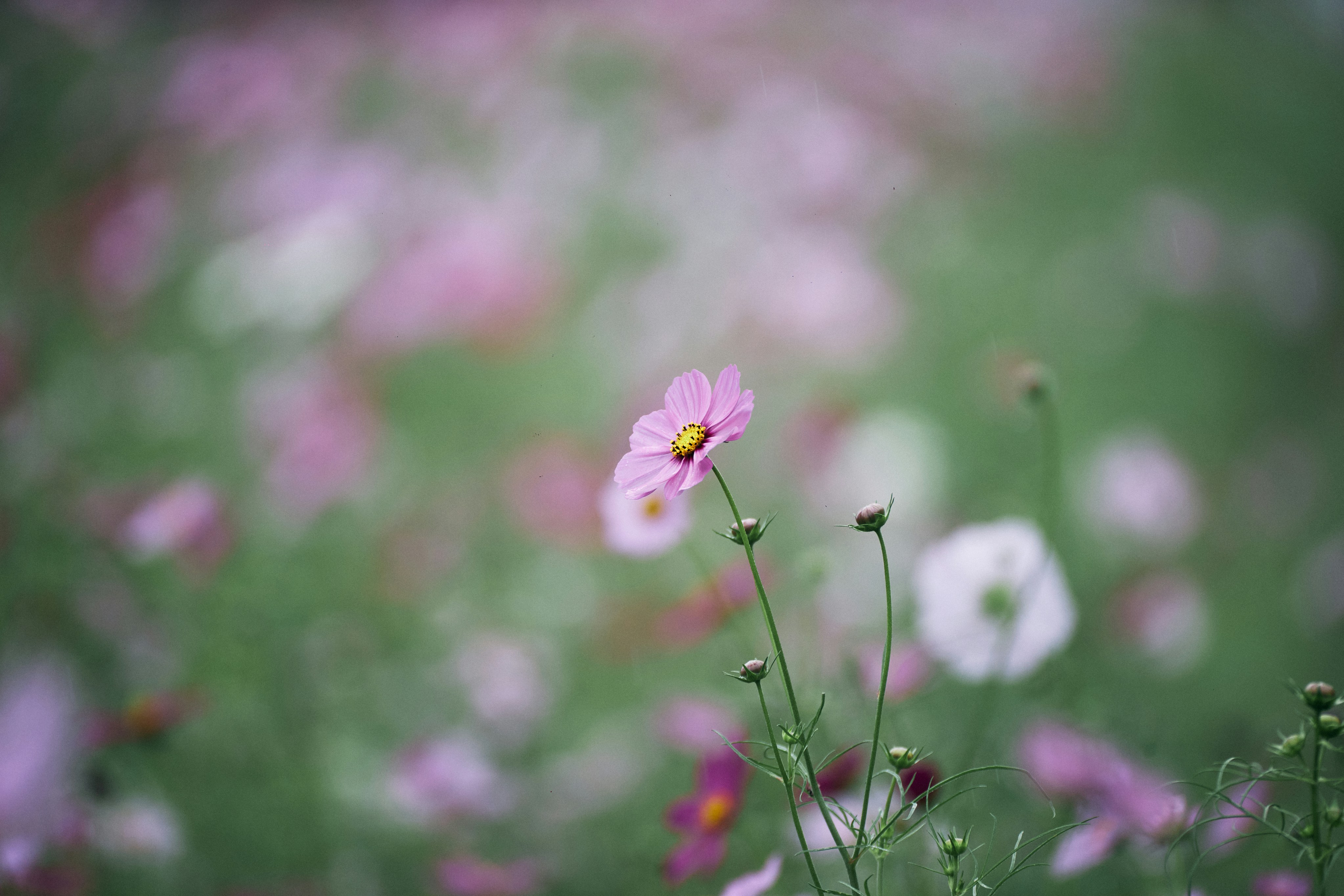 Photo by tsuyoshikozu