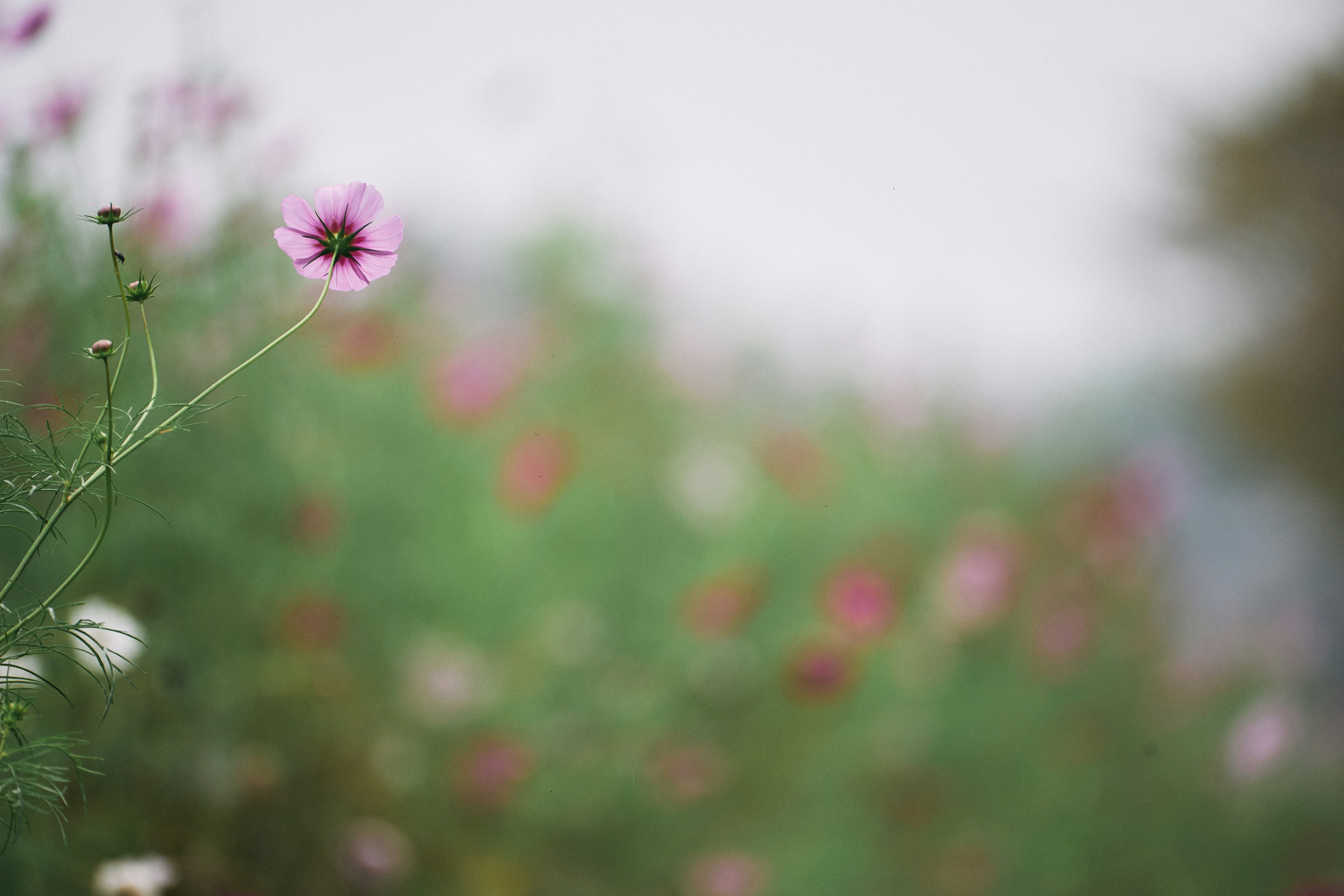 Photo by tsuyoshikozu