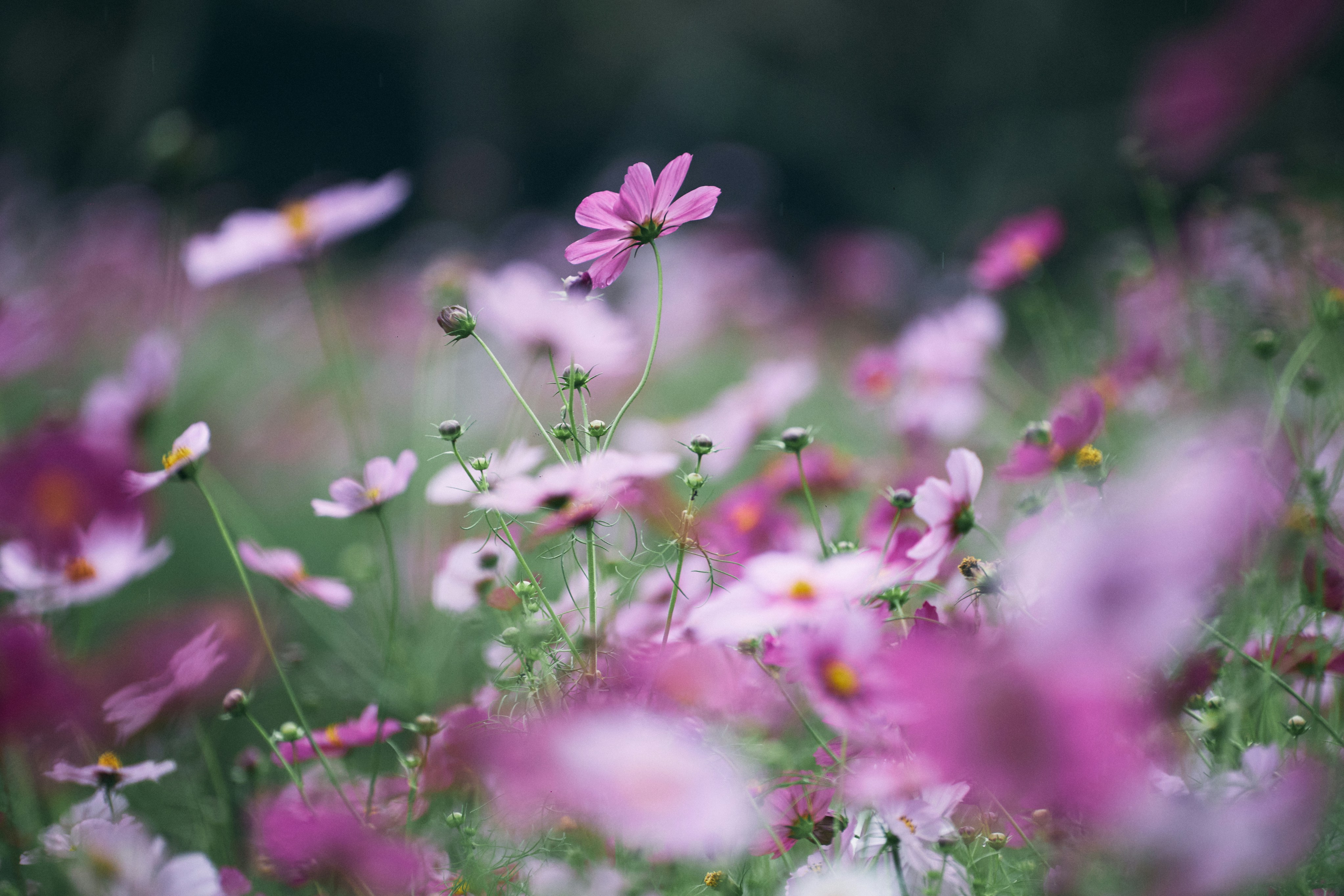 Photo by tsuyoshikozu