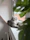 A fluffy grey cat sits on a windowsill looking out.
