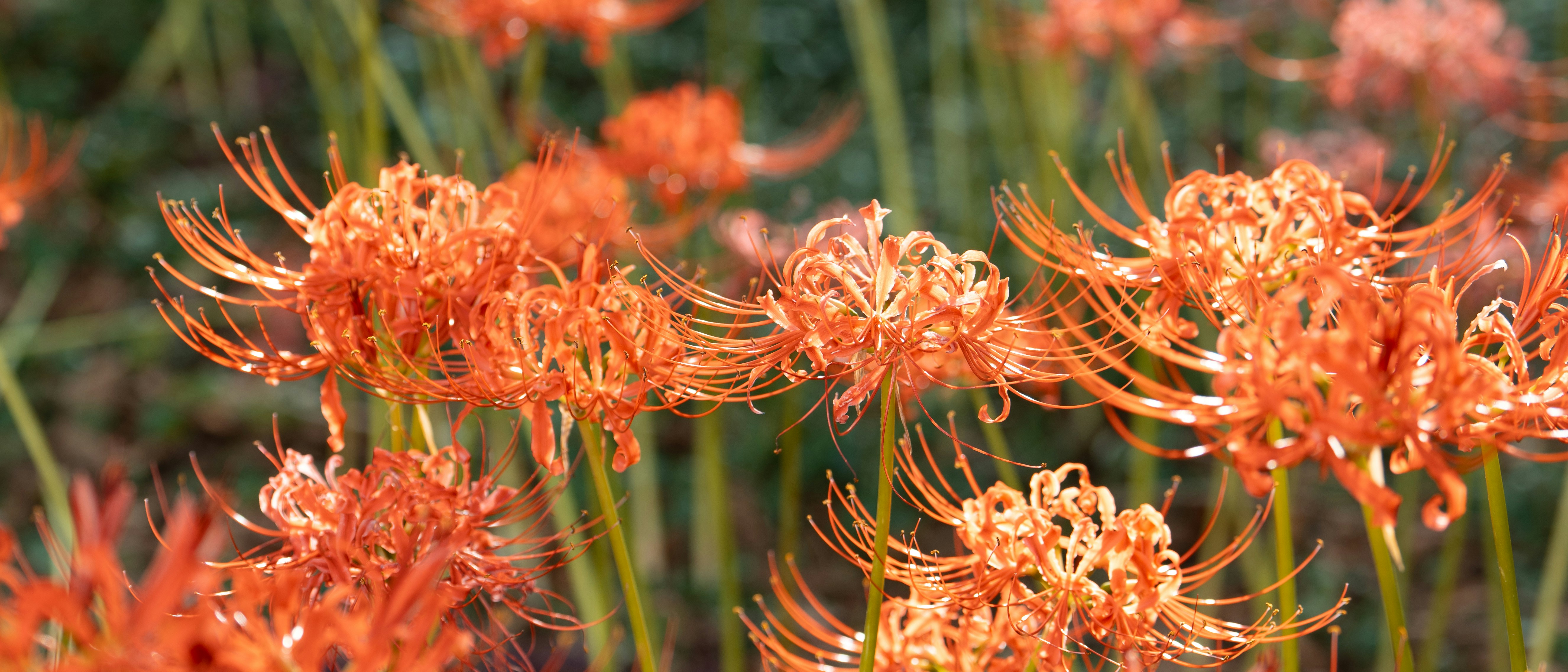 Un groupe de lys araignée orange éclatants en fleurs.