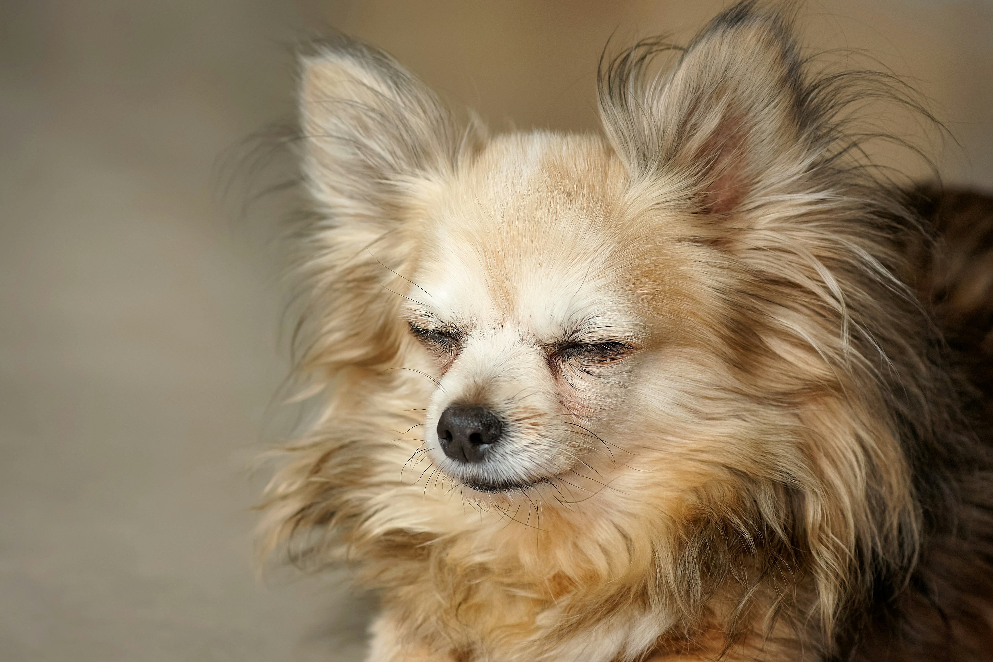 Small Pet Health Monitoring and Complete Care Guide