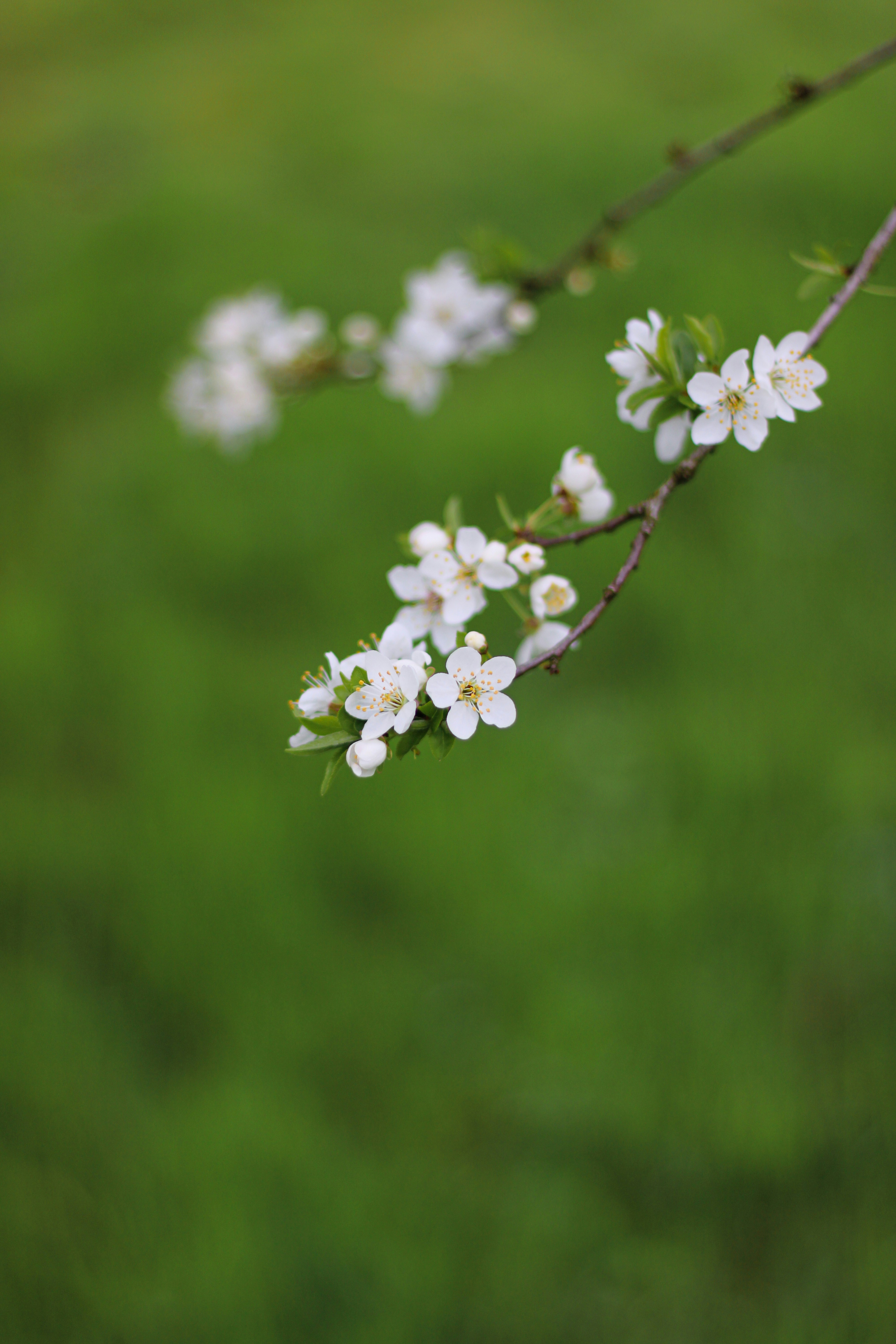 Photo by mohammad_ebesh