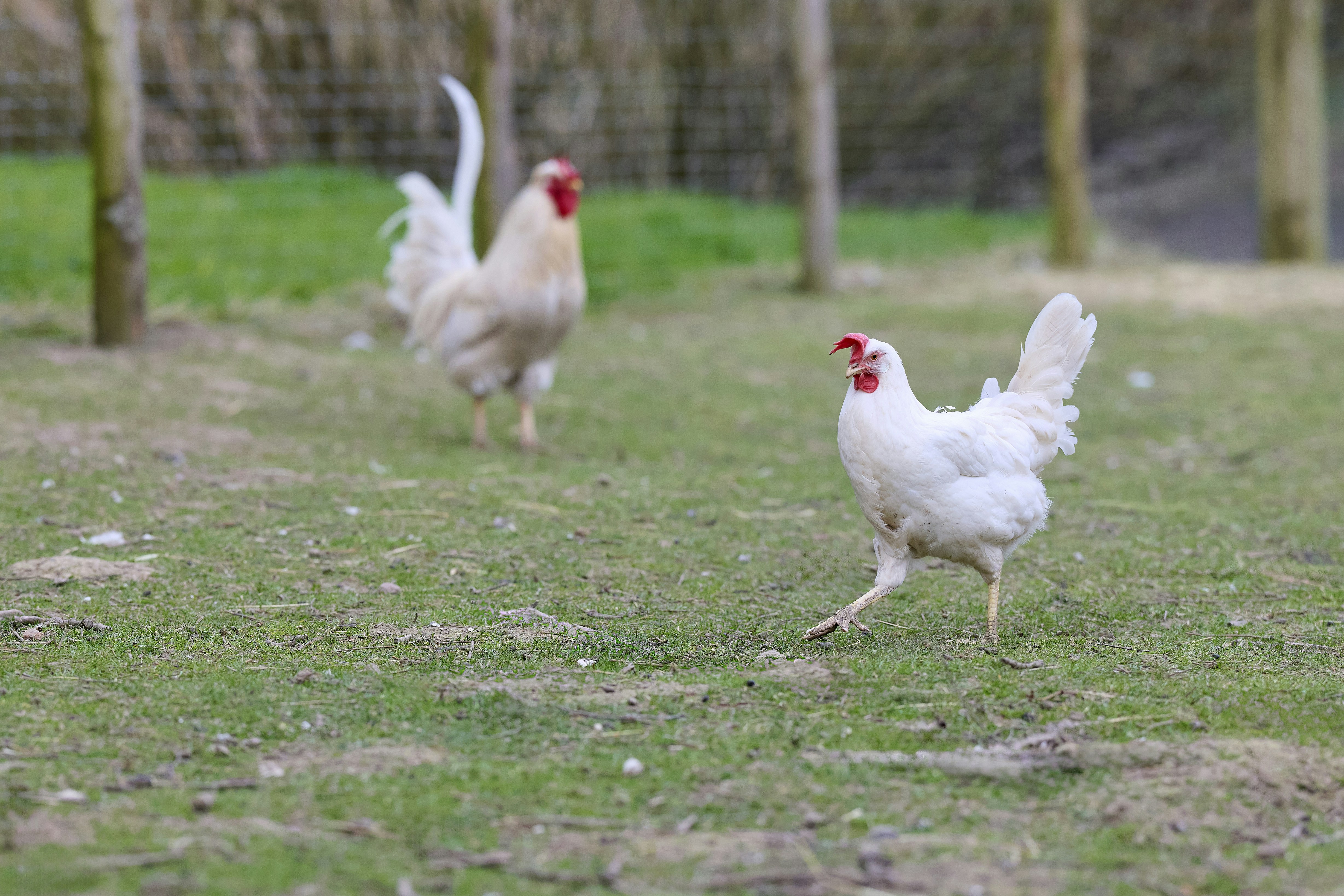 Photo by erwinbosman