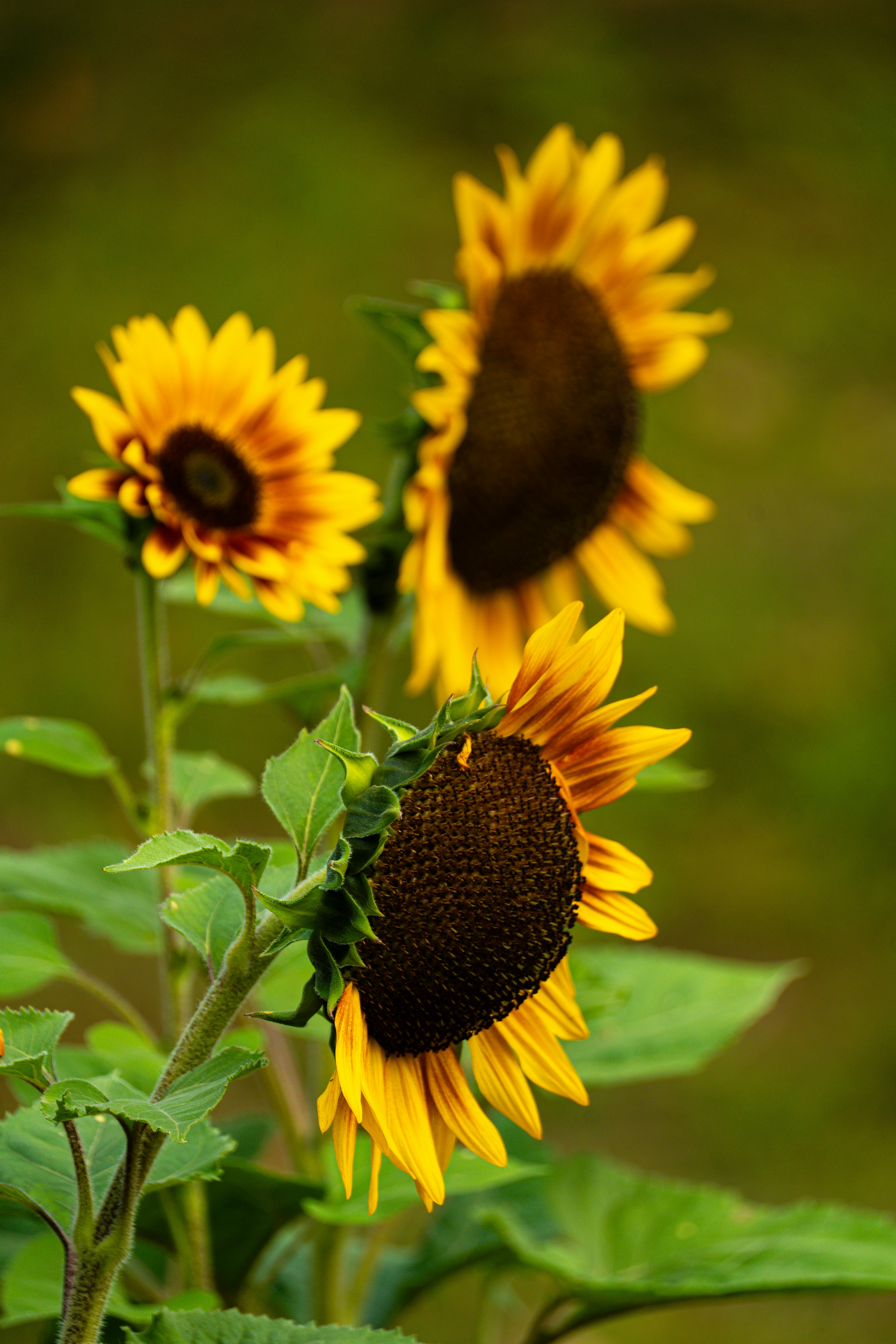 Three sunflowers with green leaves and blurred background.