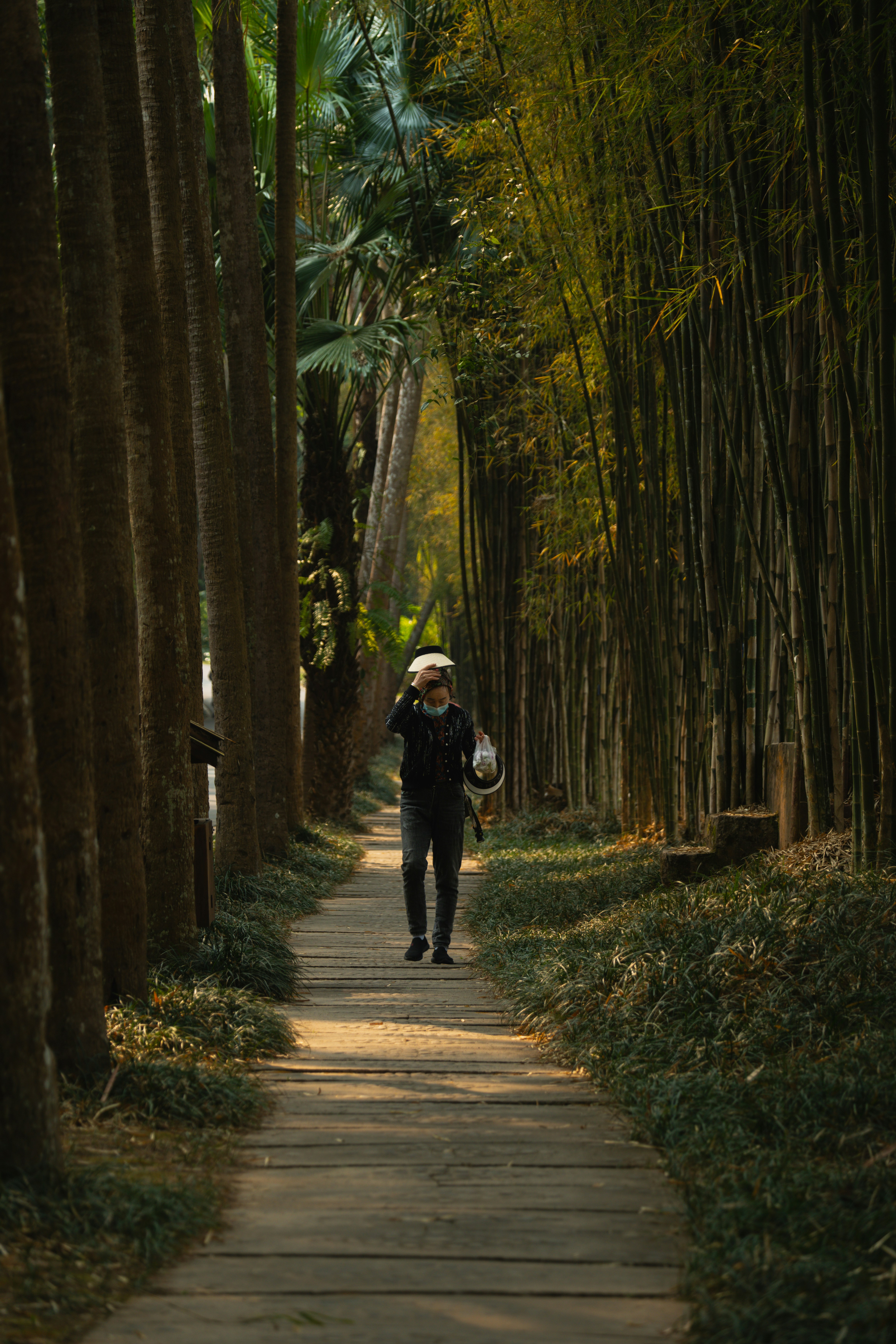 Person walking on a path through bamboo forest