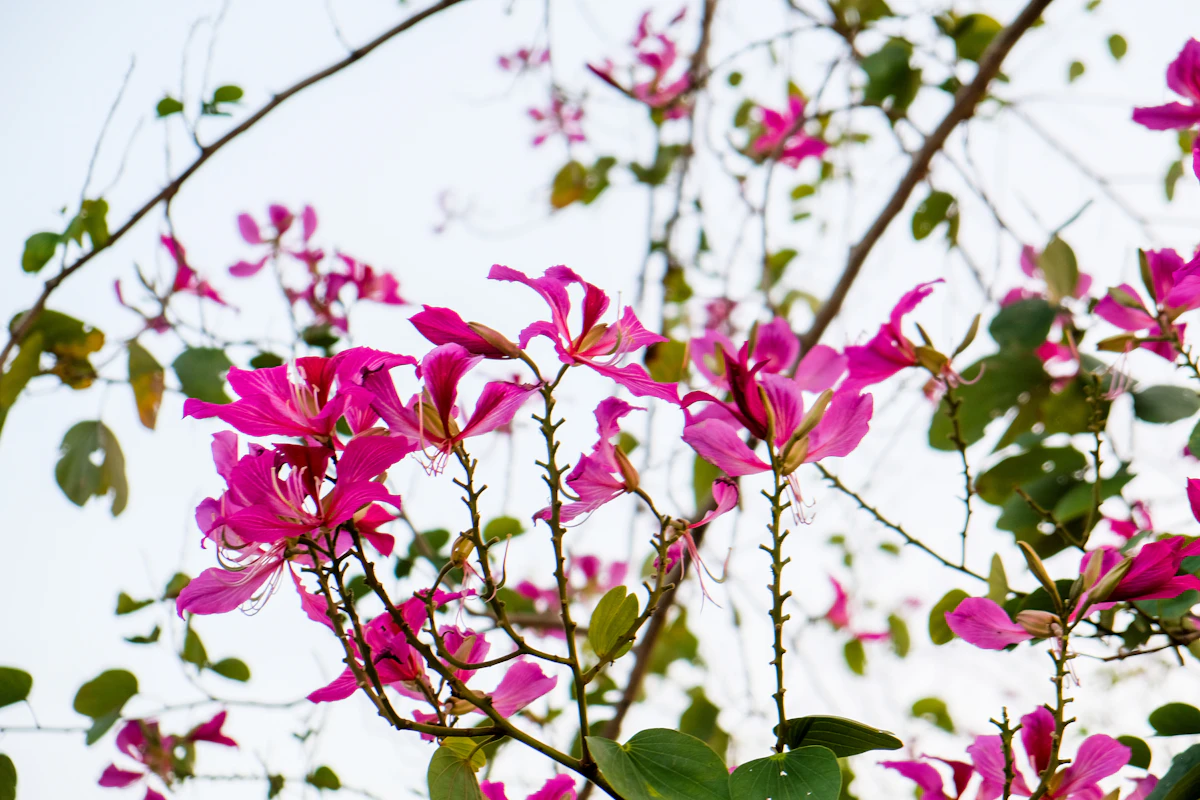 Kachnar Bauhinia Orchid Tree Pink Purple Flowers India — PlantCare