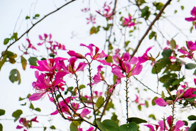 Kachnar Bauhinia Orchid Tree Pink Purple Flowers India — PlantCare