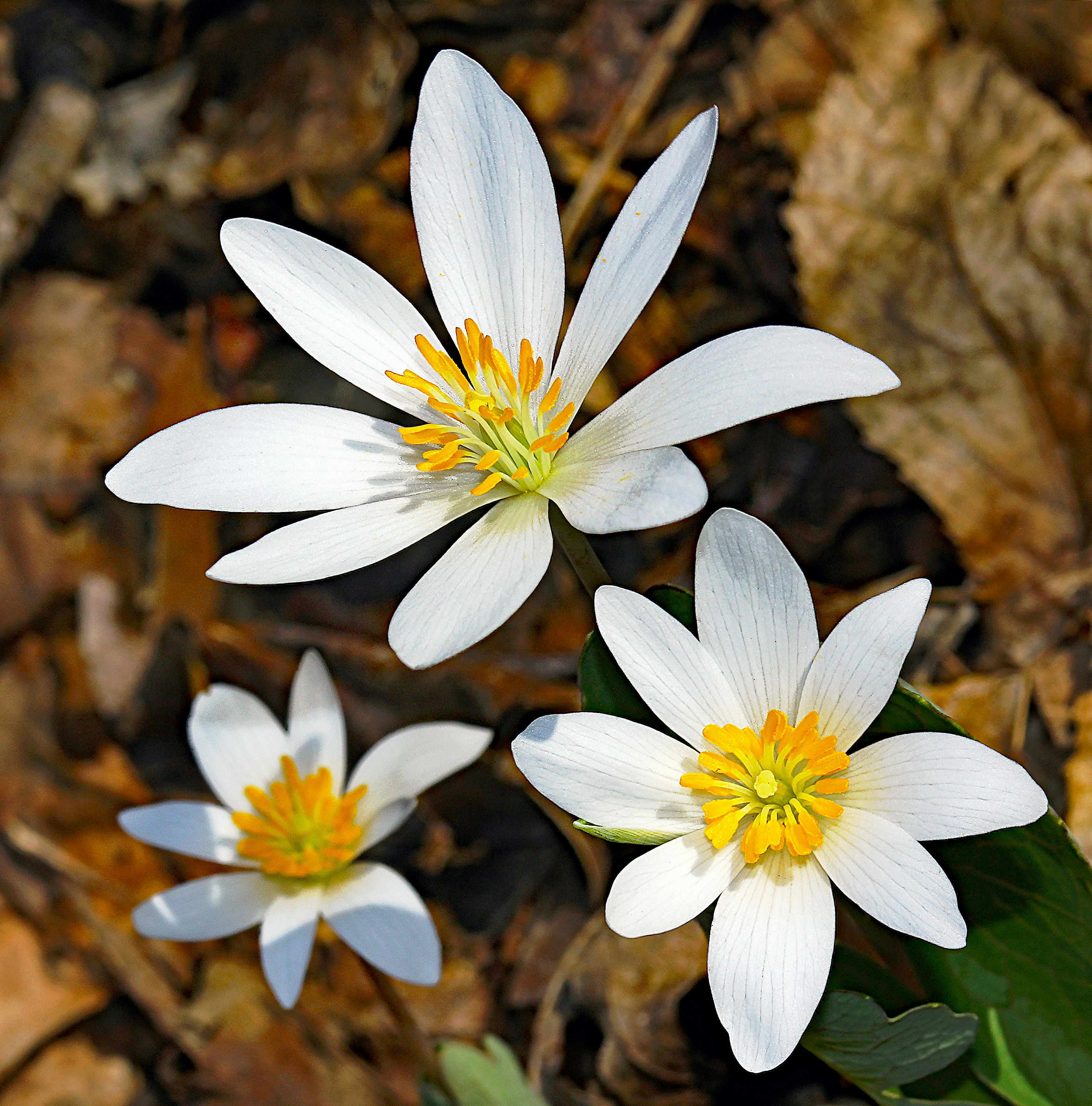 Photo by telliottmbamsc