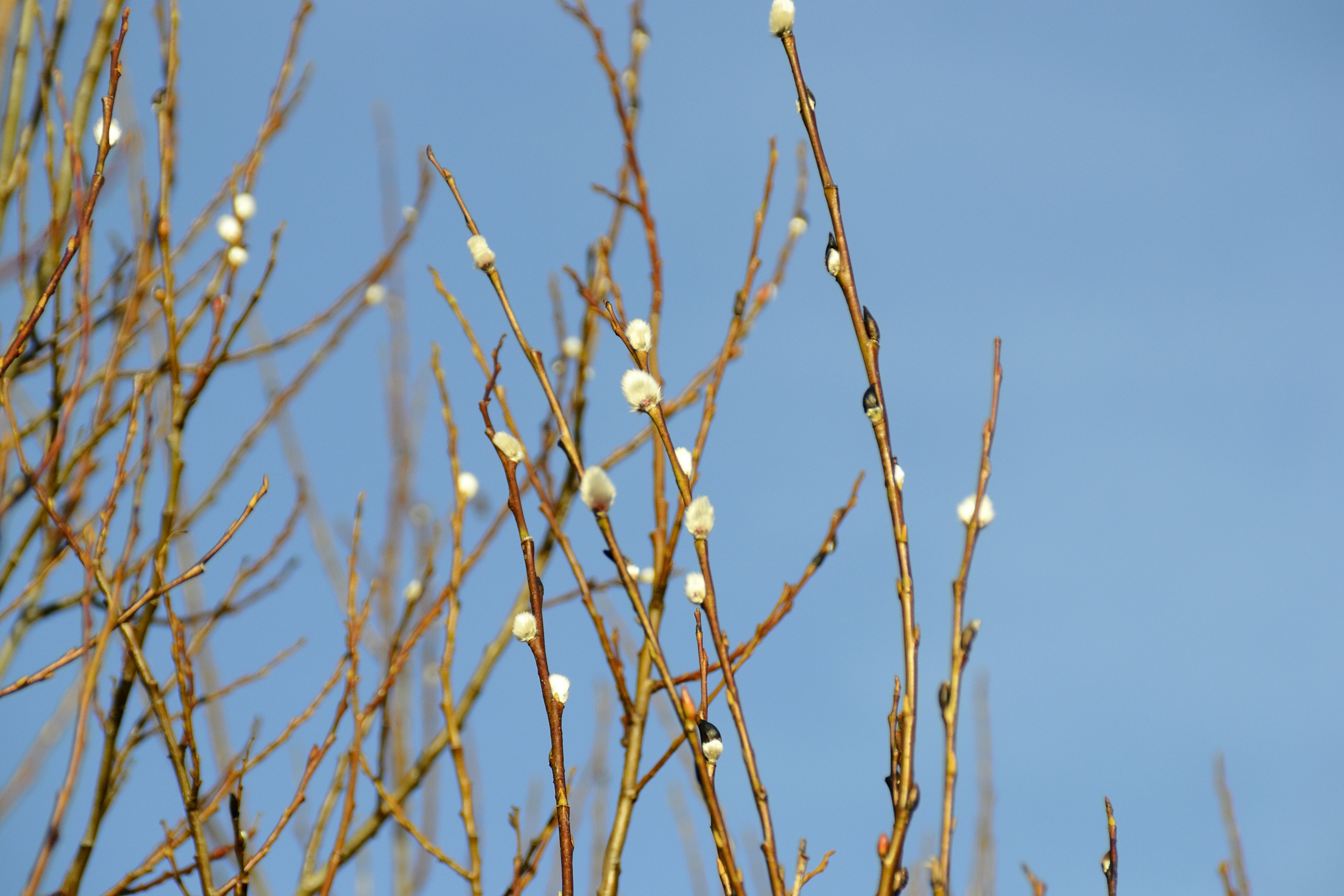 Photo by psilocybe53