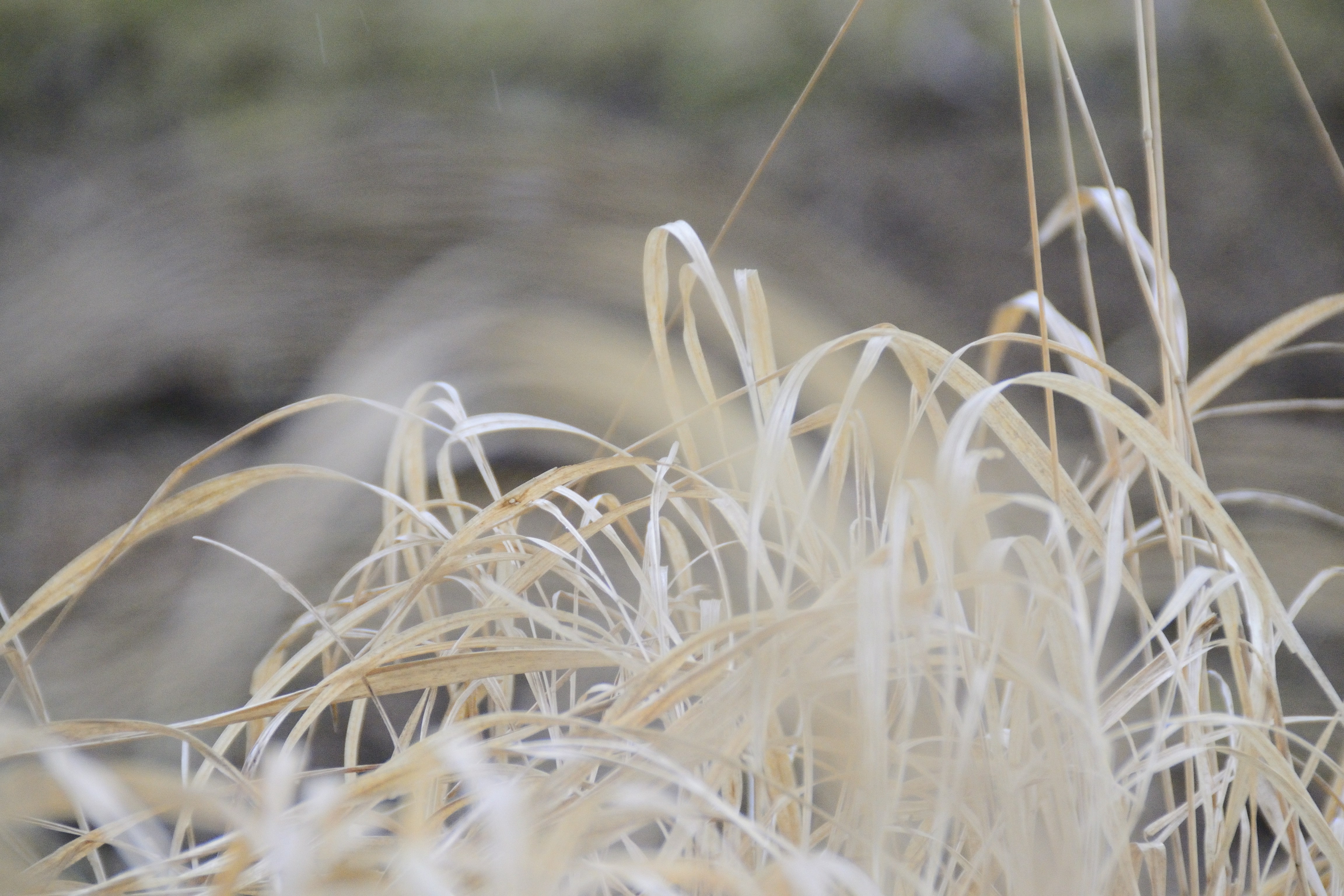 Photo by psilocybe53