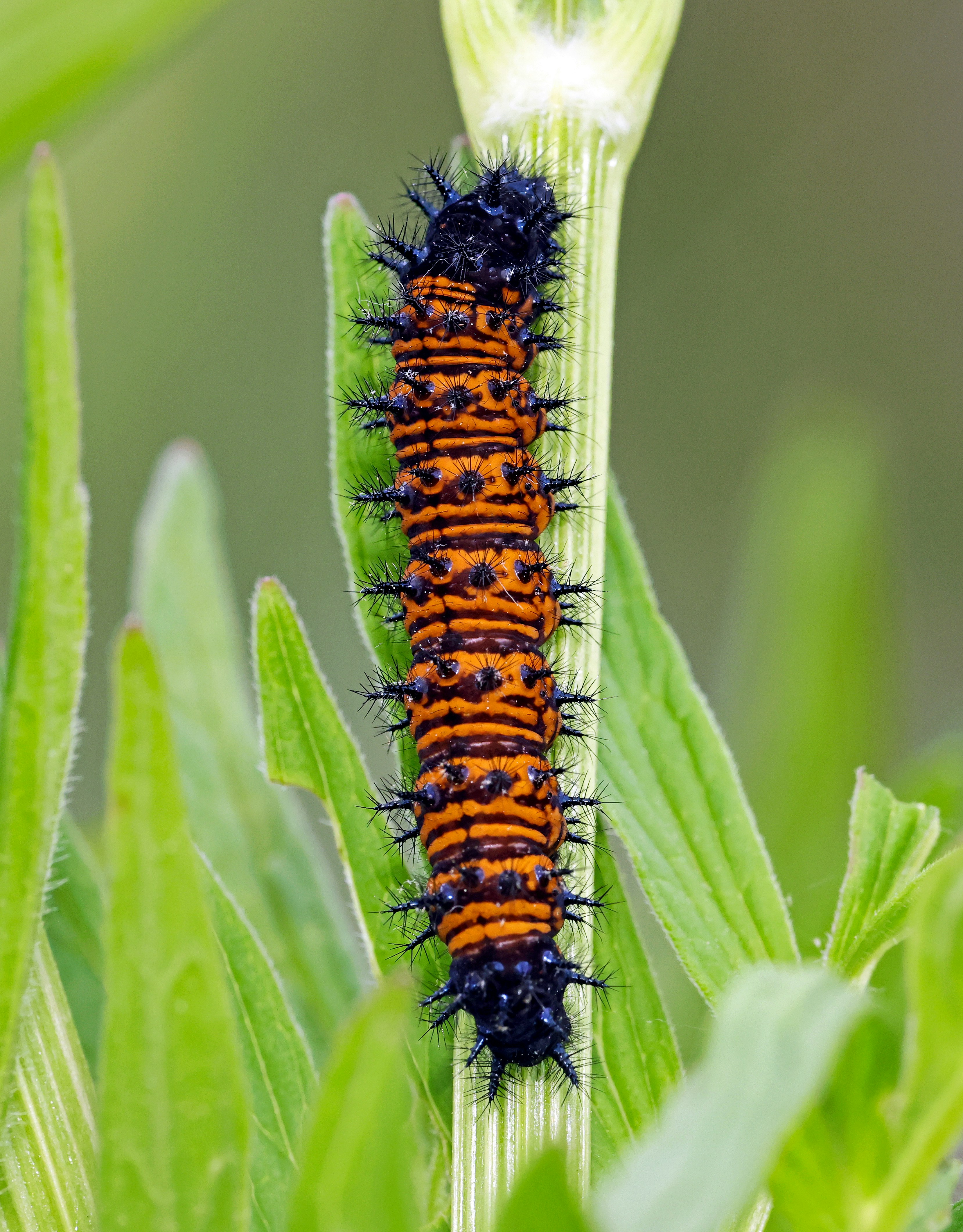 Photo by telliottmbamsc