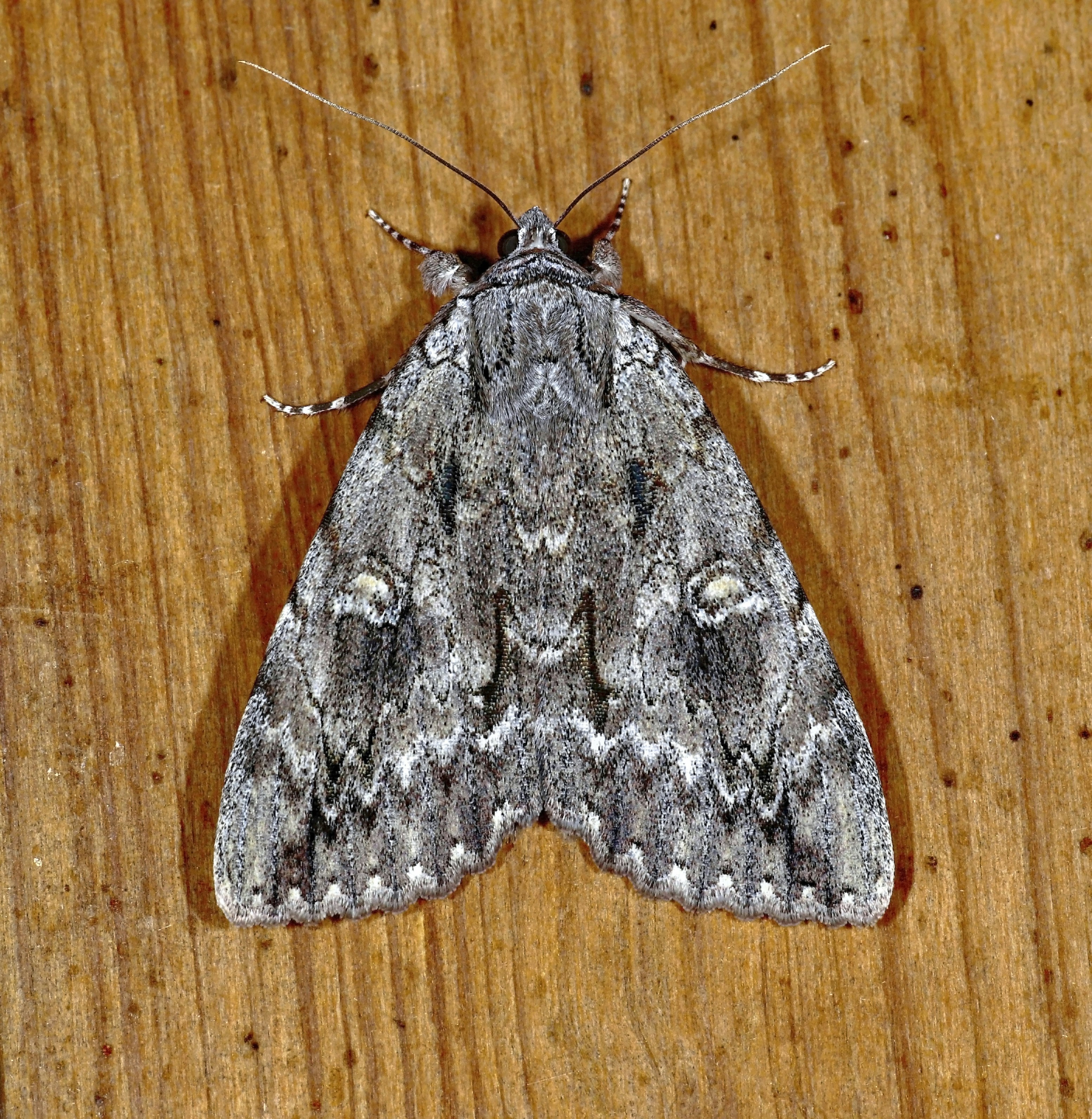 Photo by telliottmbamsc